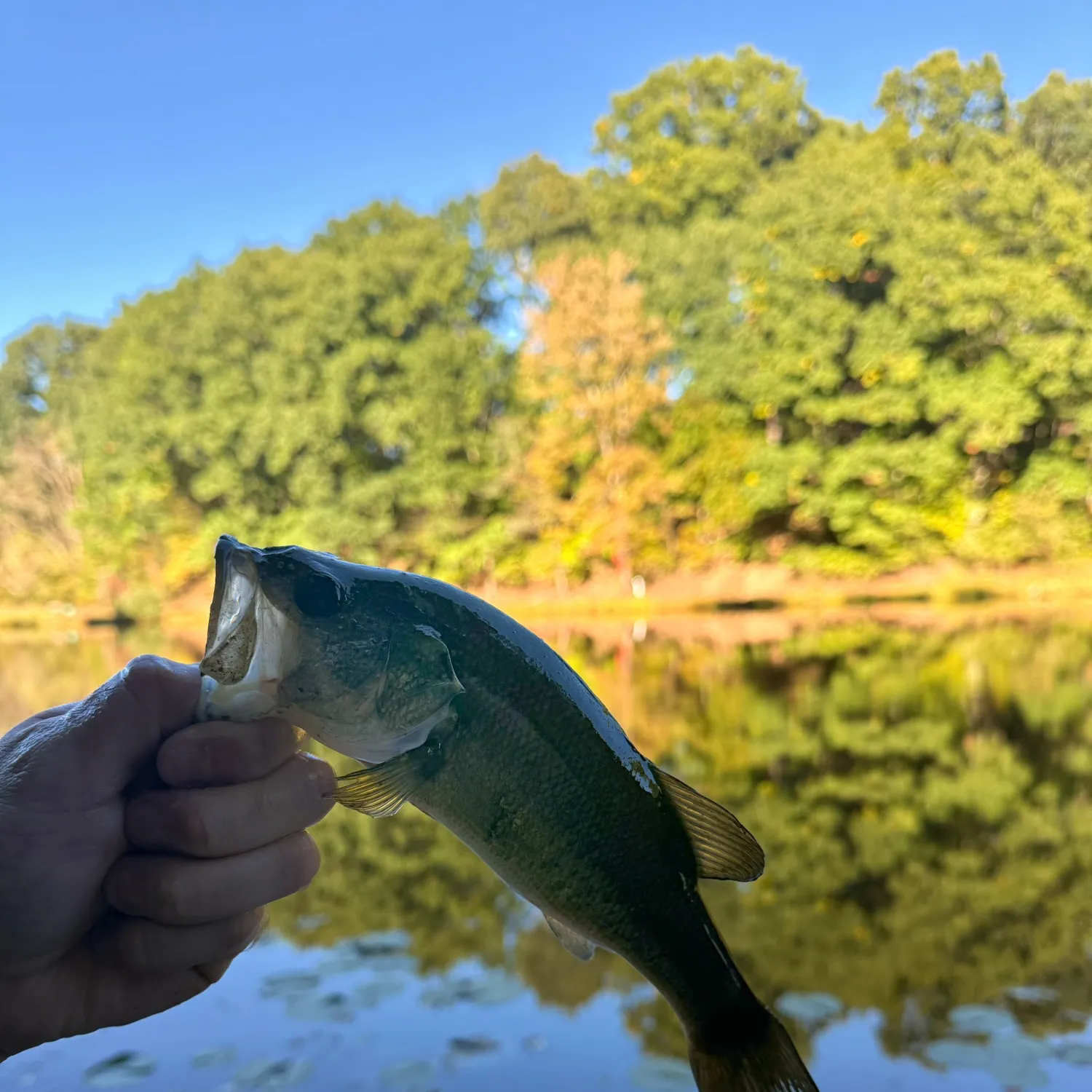 Largemouth bass caught on Fishbrain