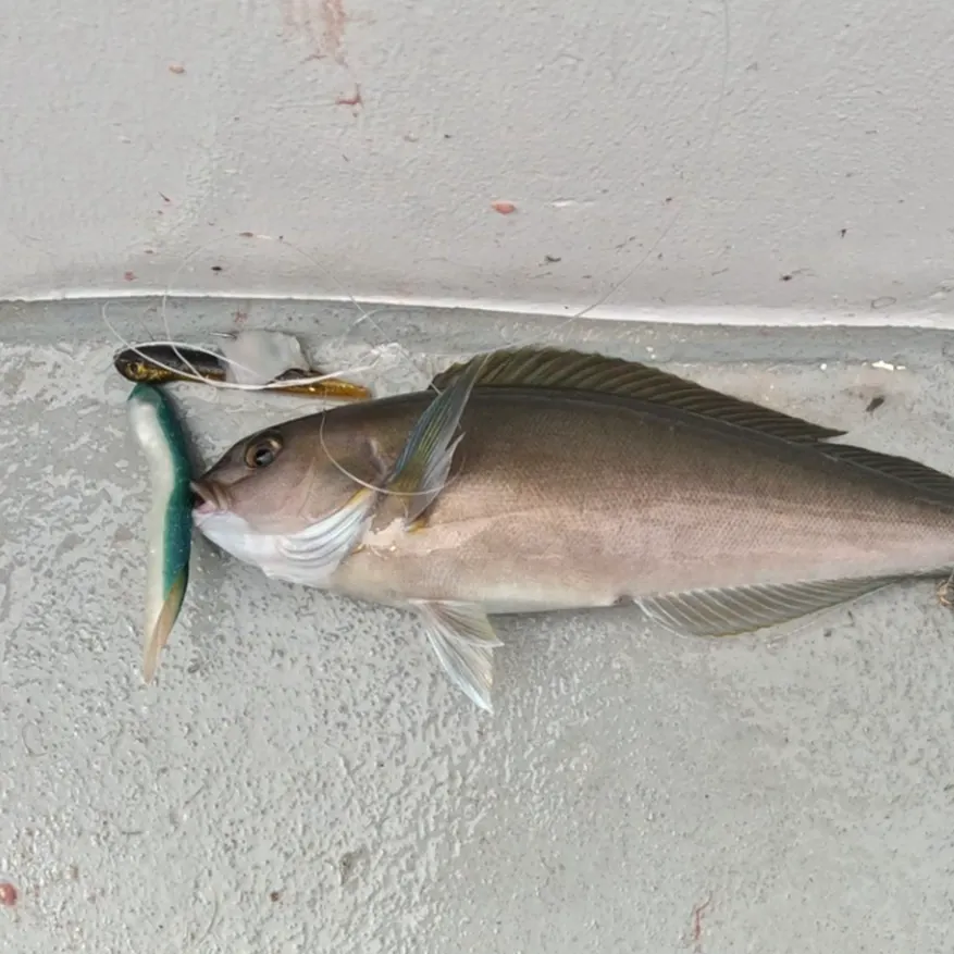 The most recent Ocean whitefish catches on Fishbrain