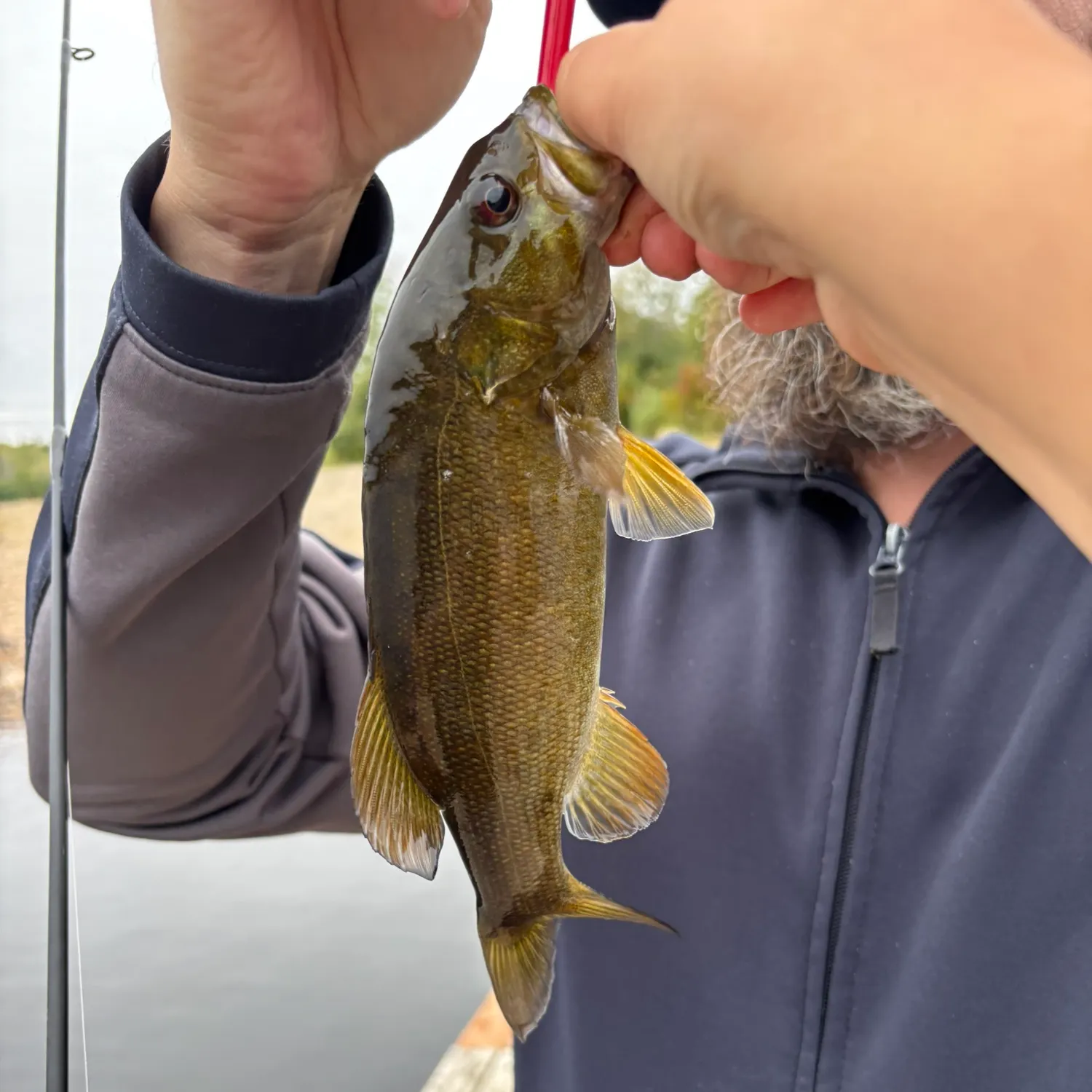 Smallmouth bass caught on Fishbrain