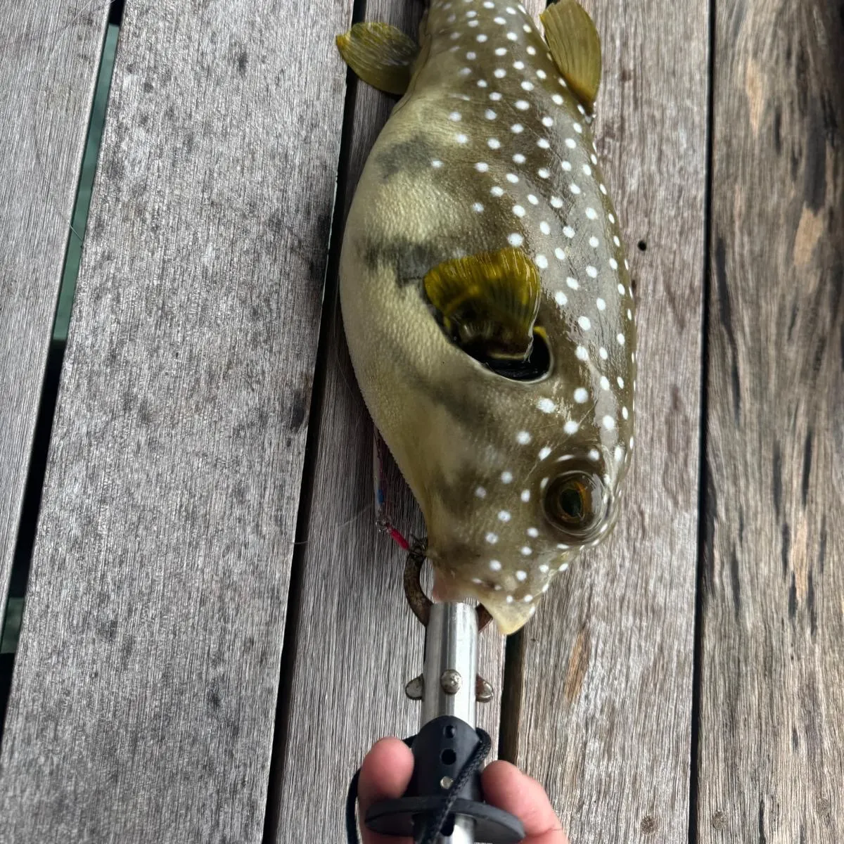 Southern puffer caught on Fishbrain