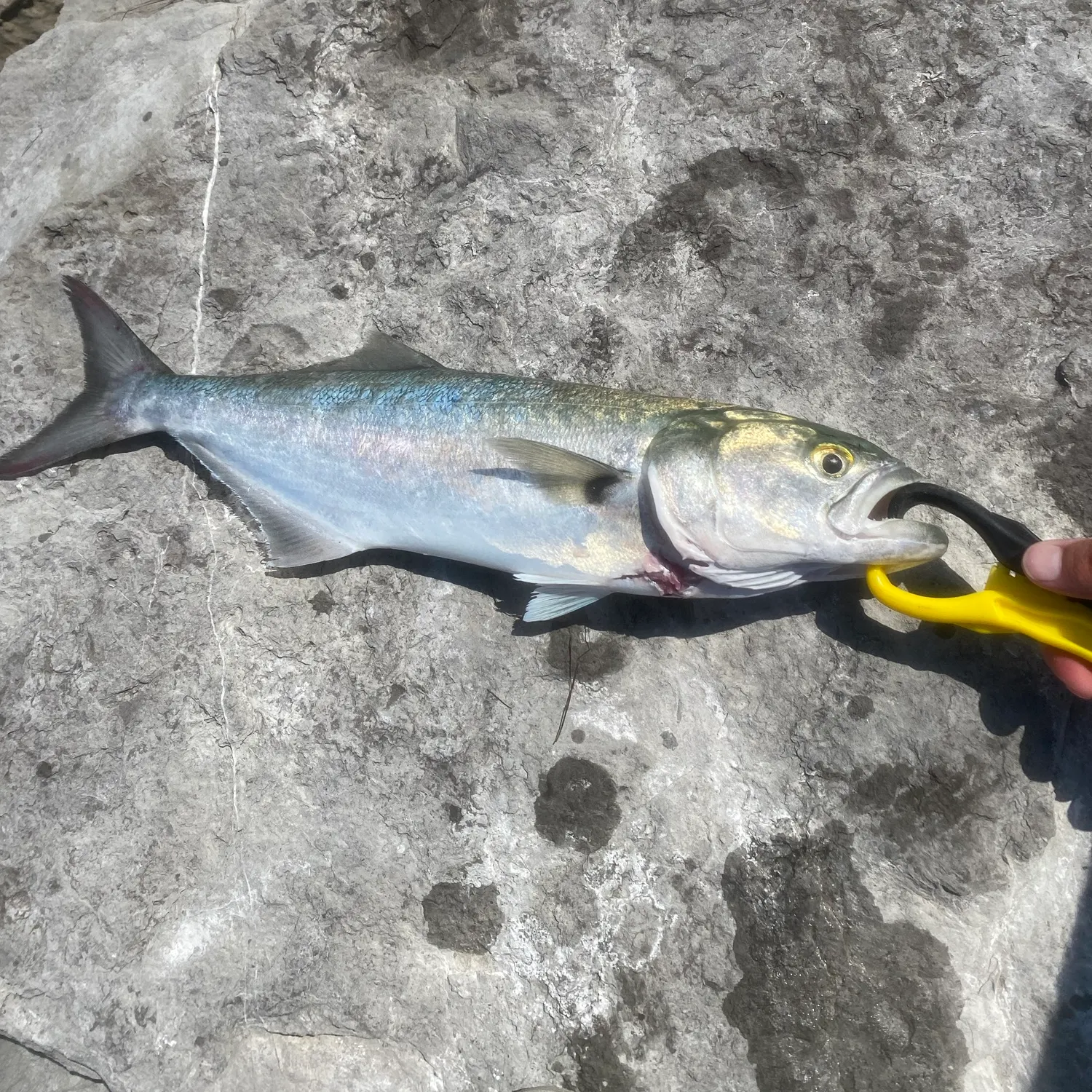 Bluefish caught on Fishbrain
