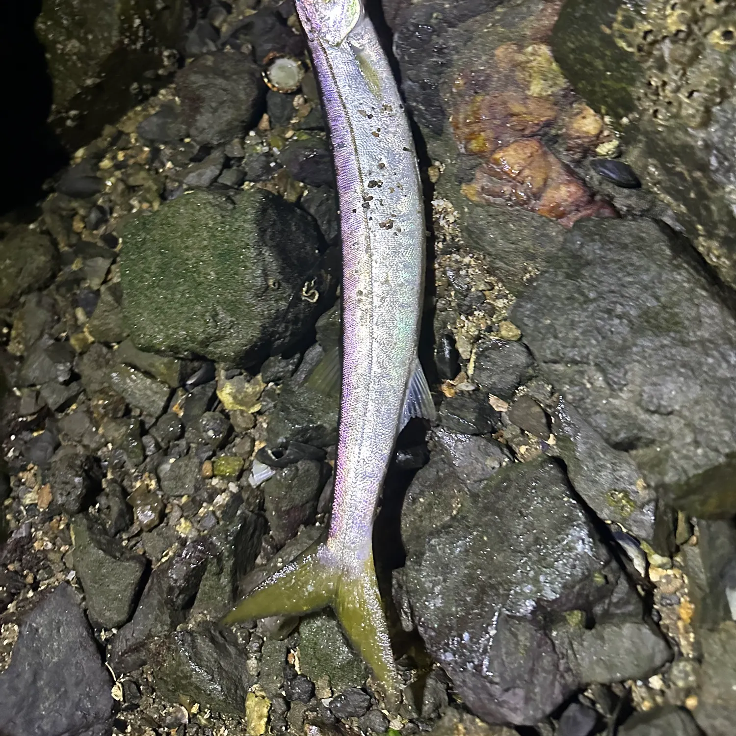 The most recent Pacific barracuda catches on Fishbrain