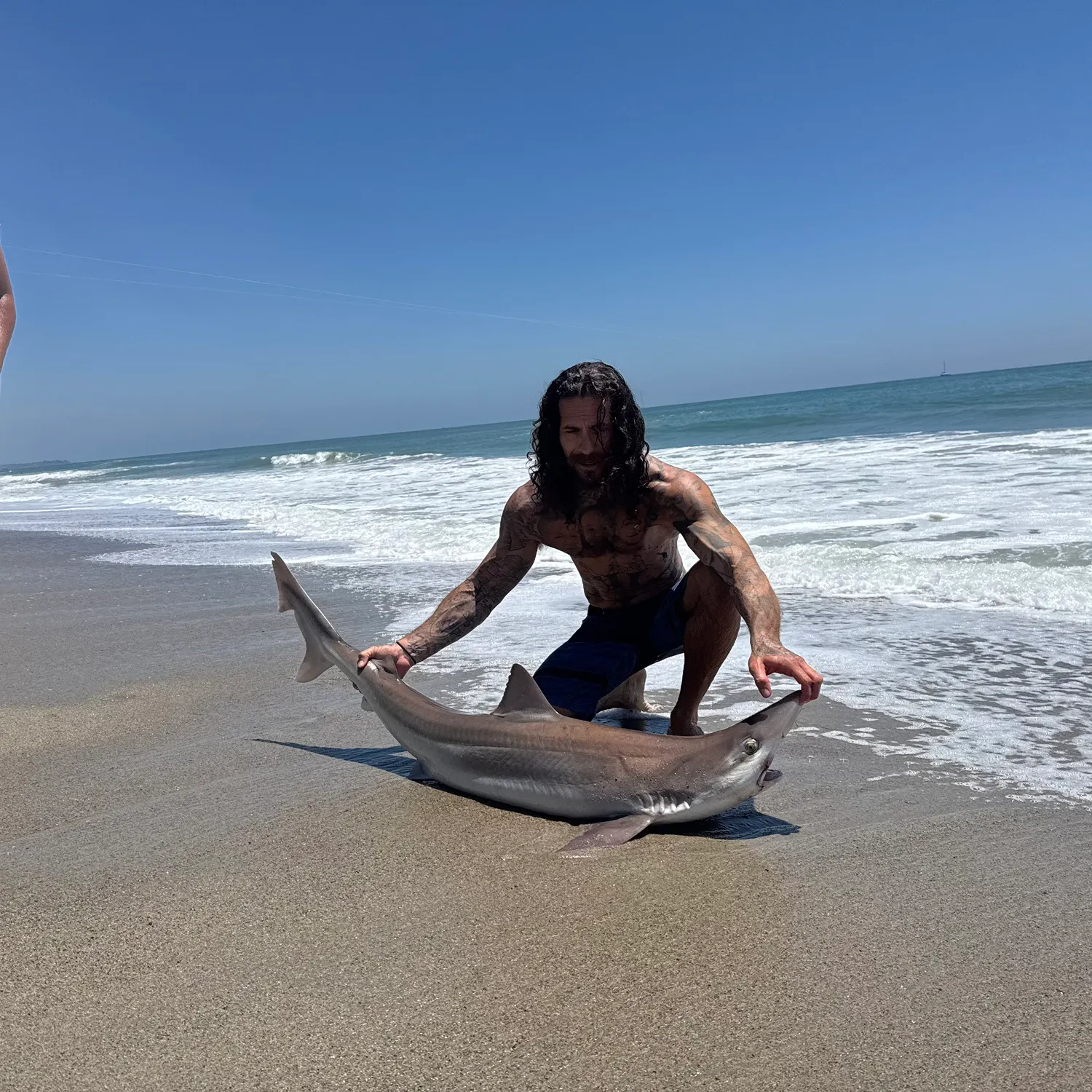 The most recent Tope shark catches on Fishbrain