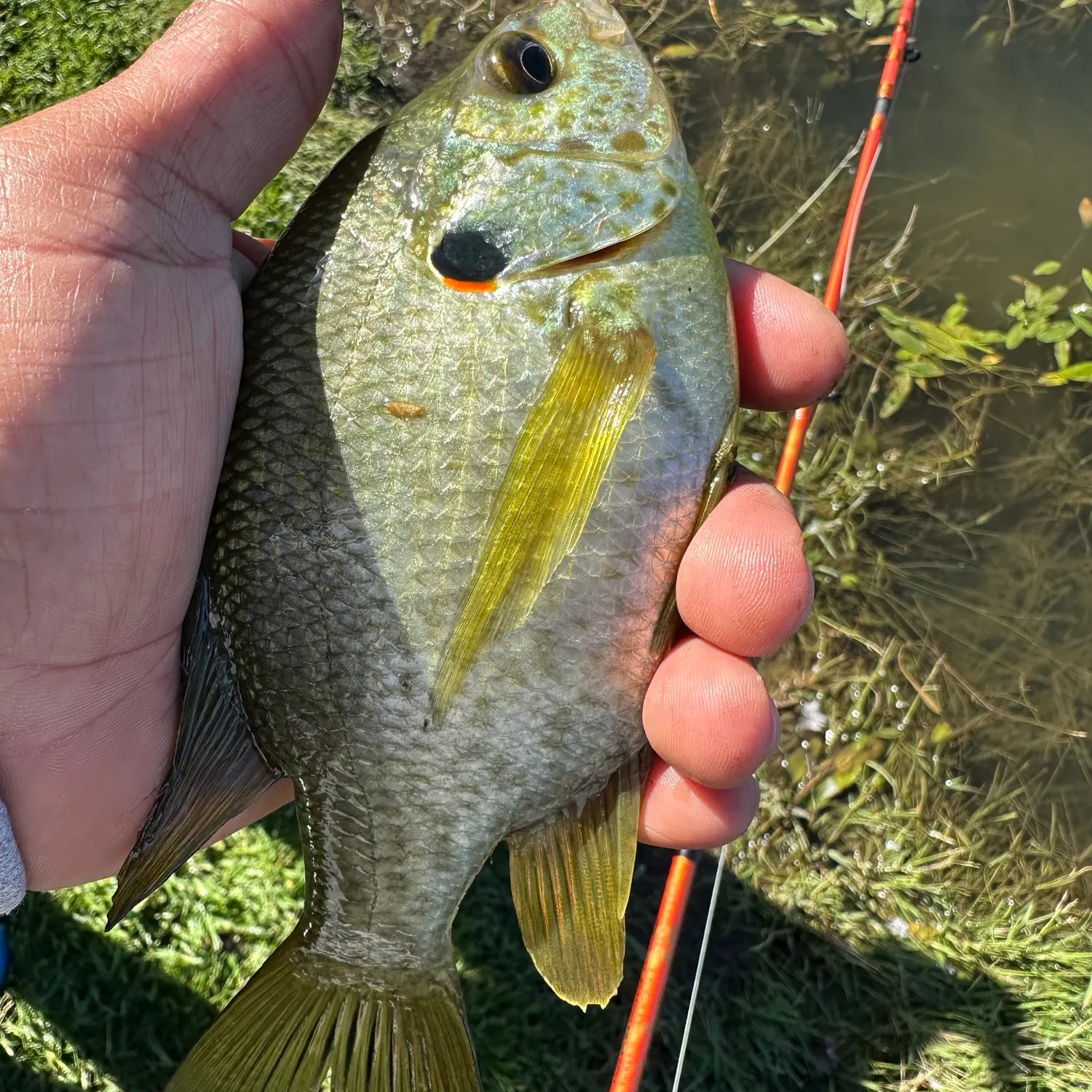 Redear sunfish caught on Fishbrain
