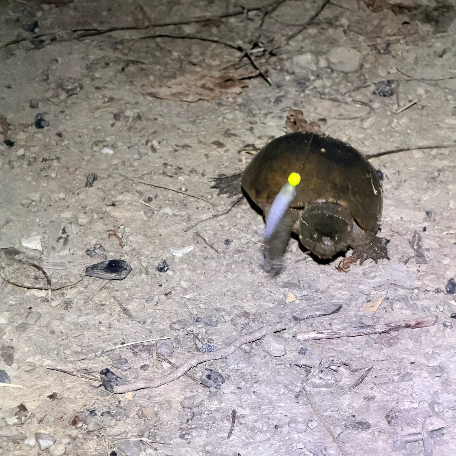 Eastern musk turtle caught on Fishbrain
