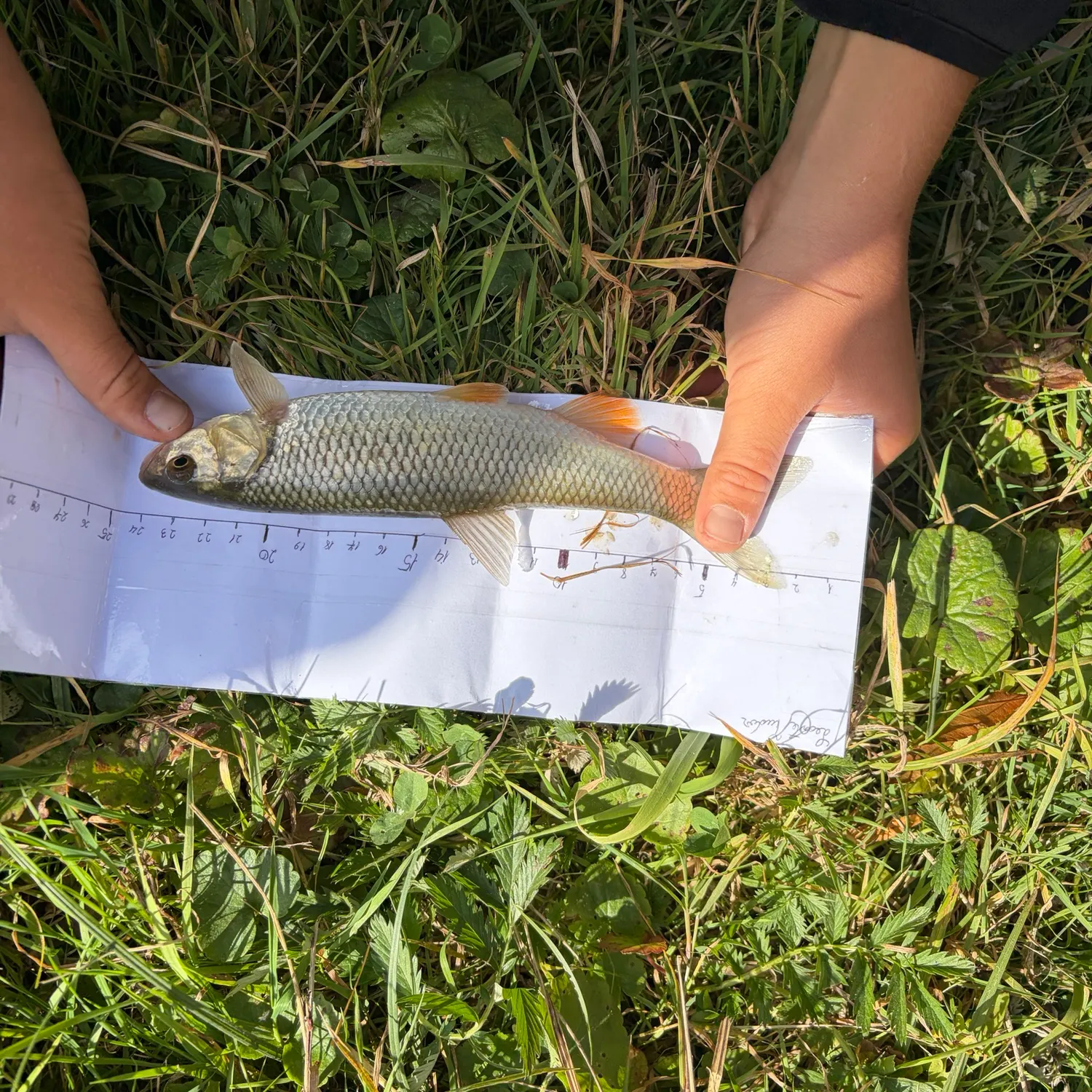 European chub caught on Fishbrain
