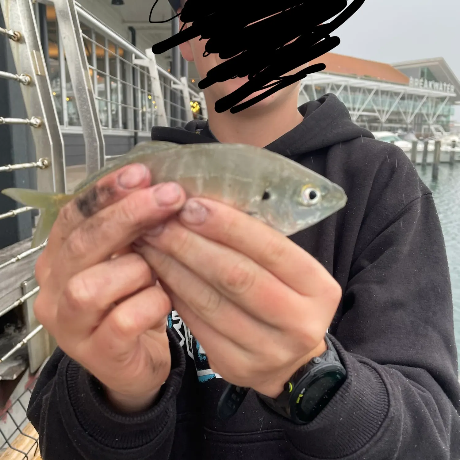 The most recent Silver trevally catches on Fishbrain