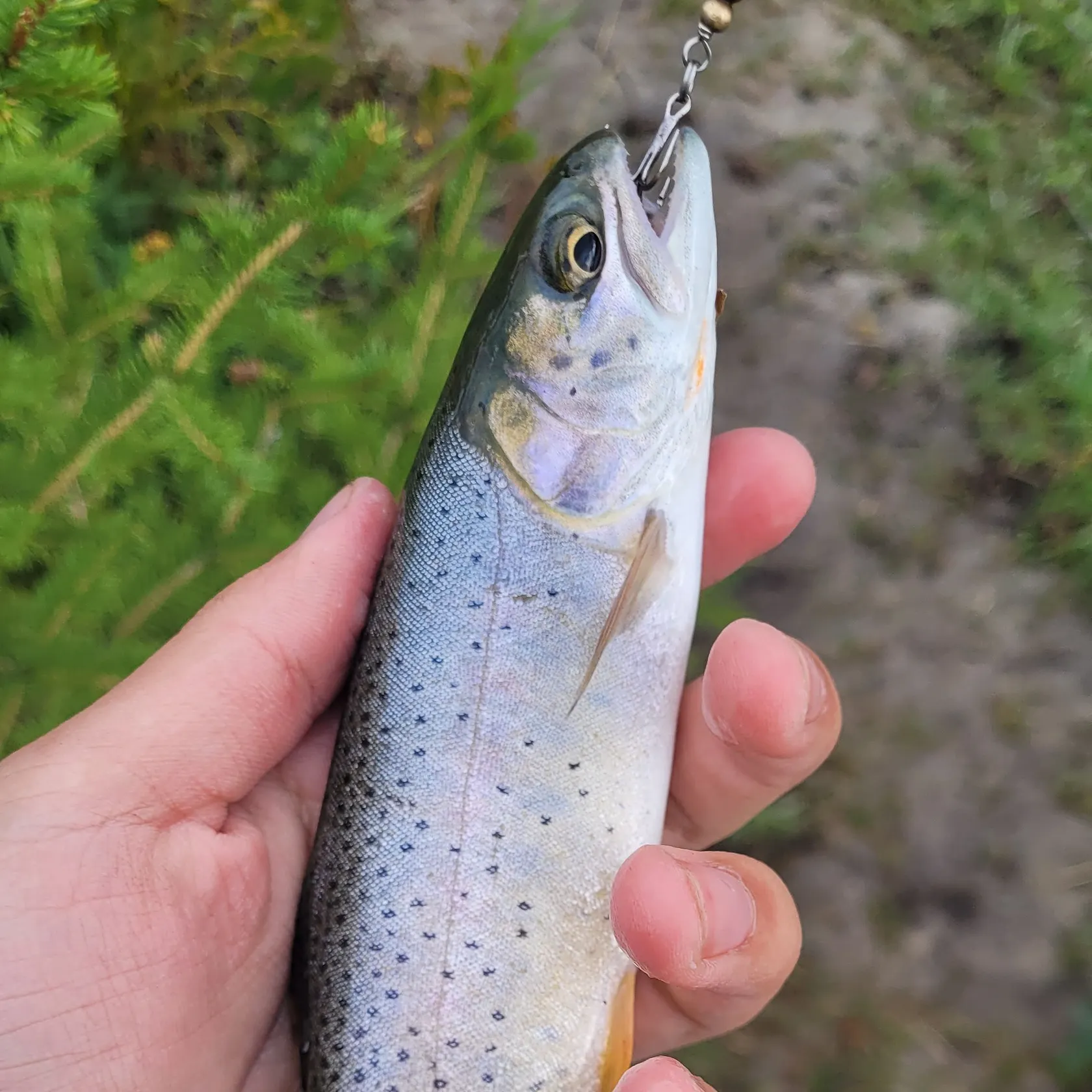 Snake River fine-spotted cutthroat trout caught on Fishbrain