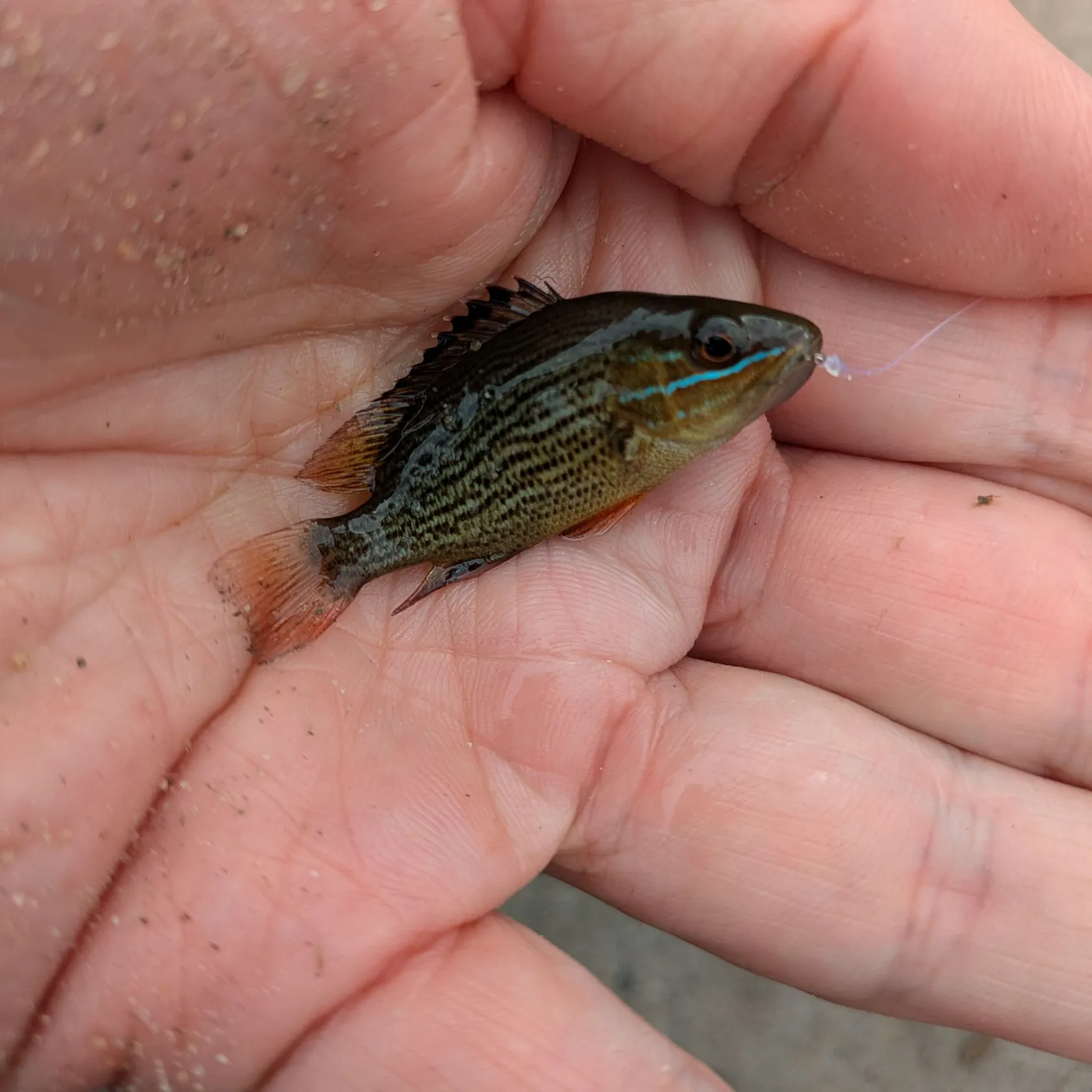 Mangrove snapper caught on Fishbrain