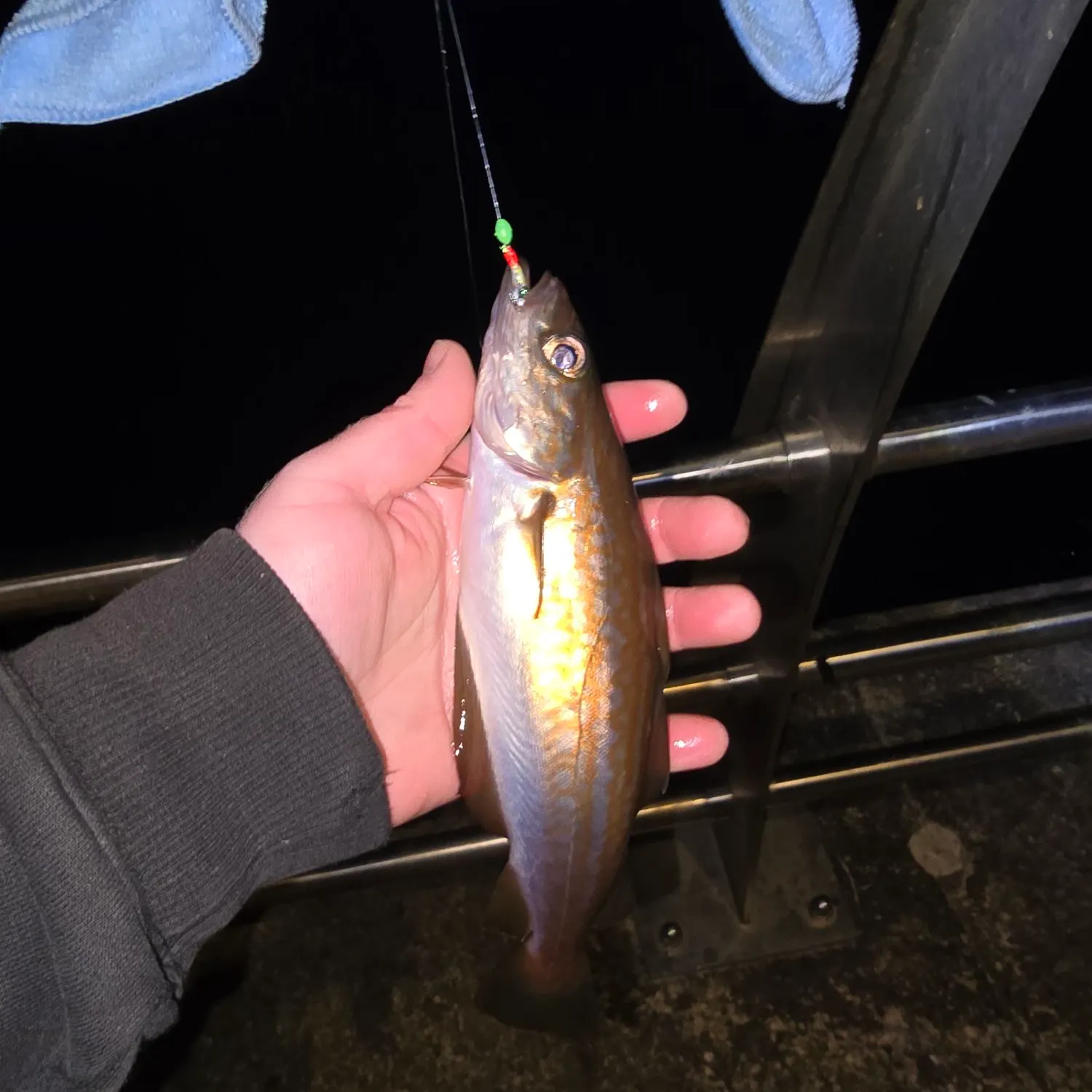 The most recent Pollack catches on Fishbrain