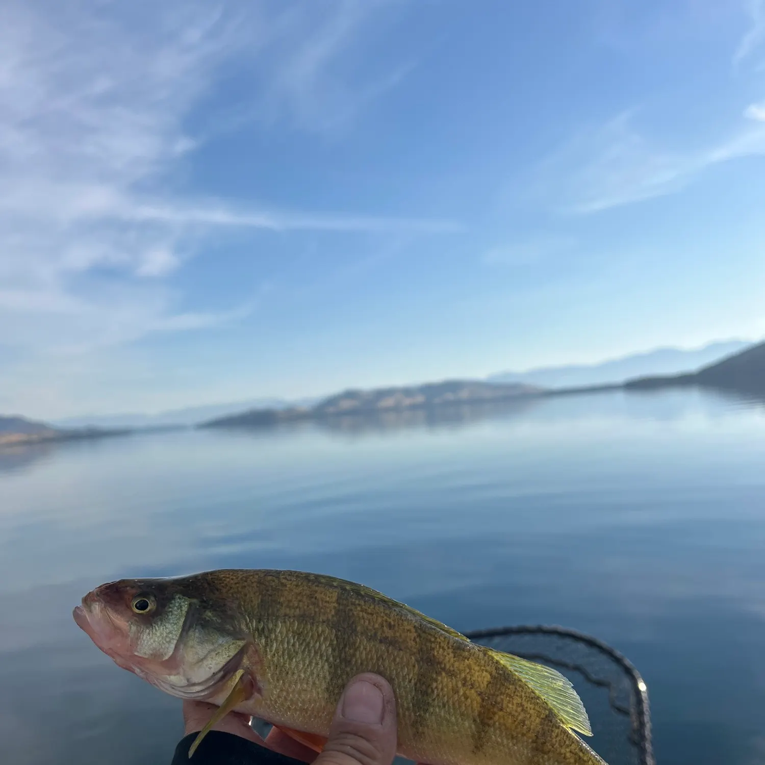 Yellow perch caught on Fishbrain