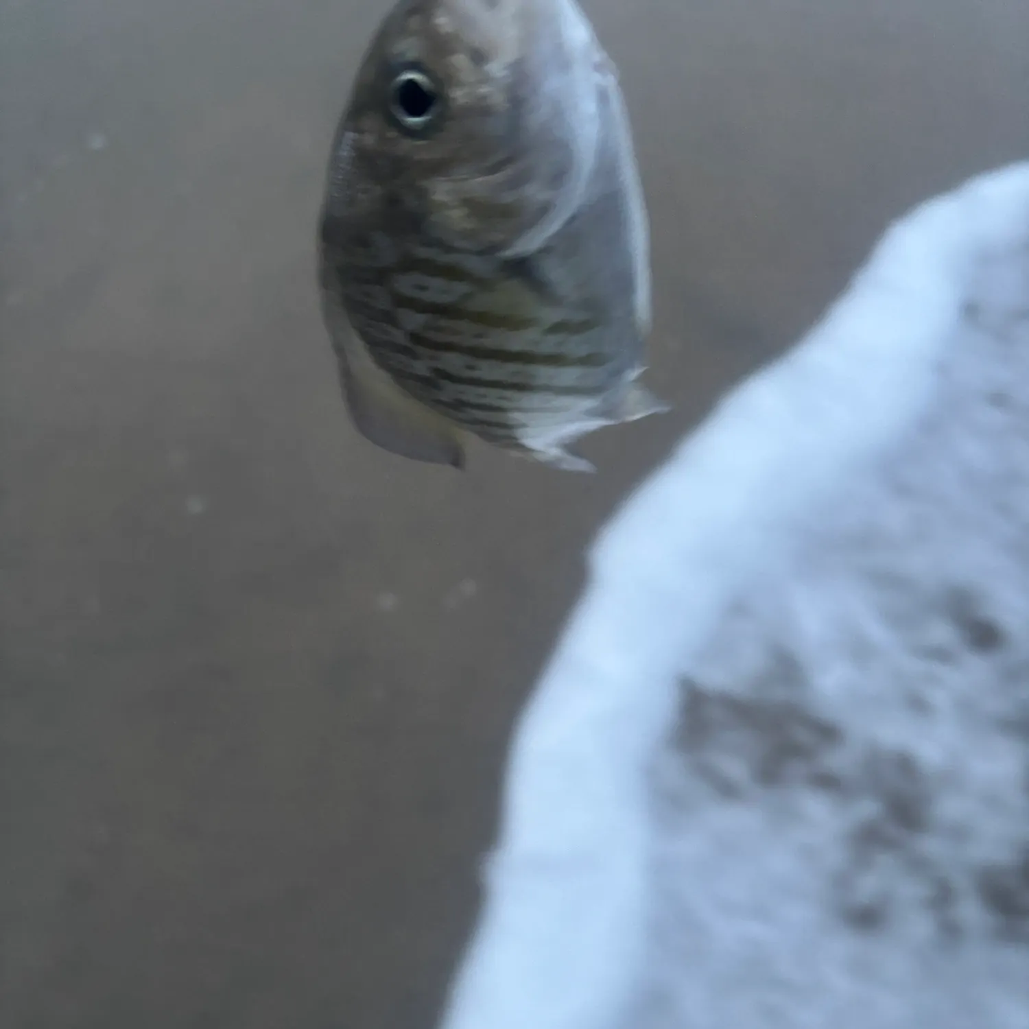 The most recent Barred surfperch catches on Fishbrain