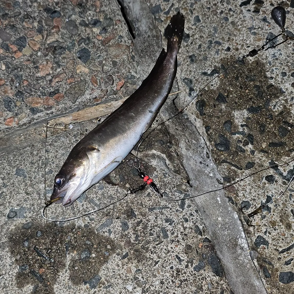 The most recent Red hake catches on Fishbrain