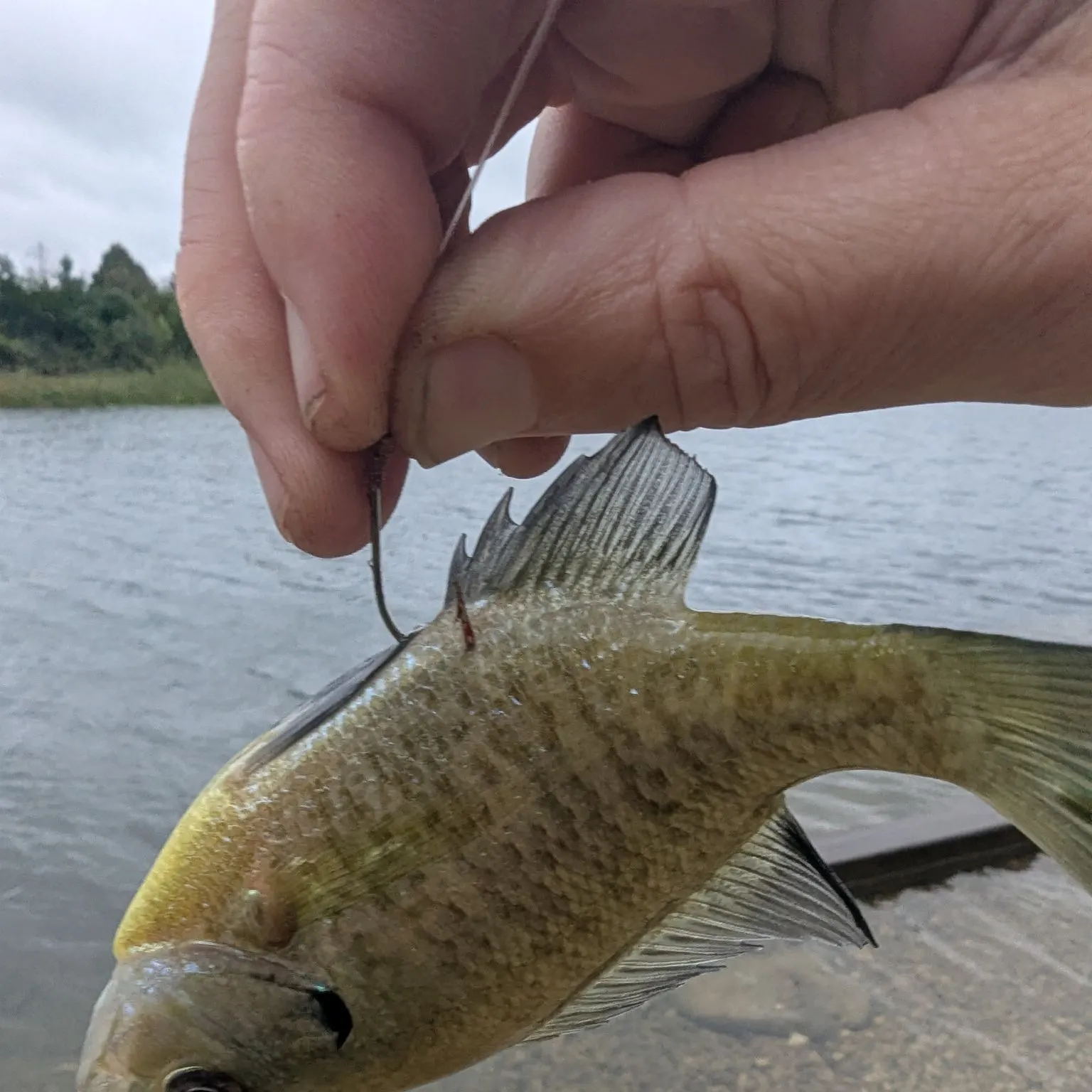 Fish caught on Fishbrain