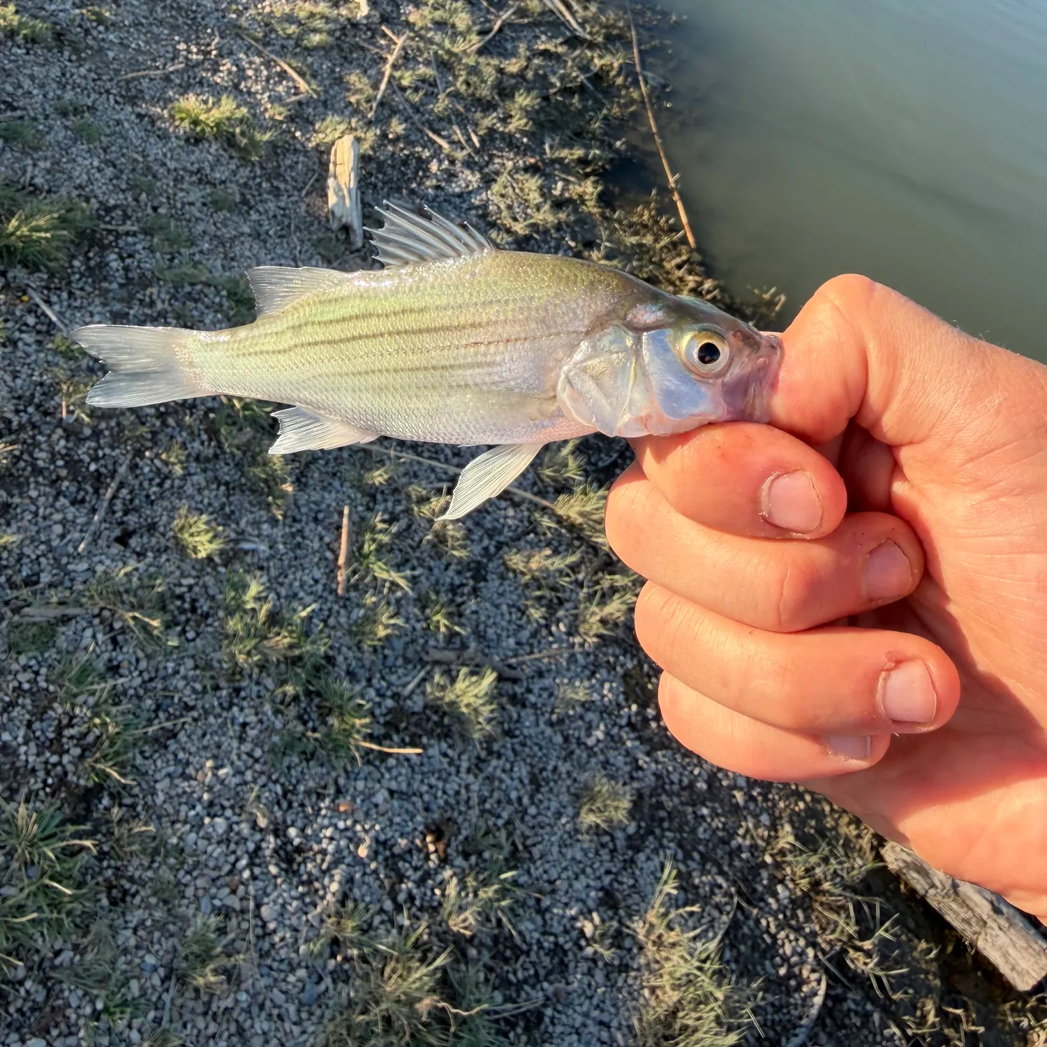 White bass caught on Fishbrain