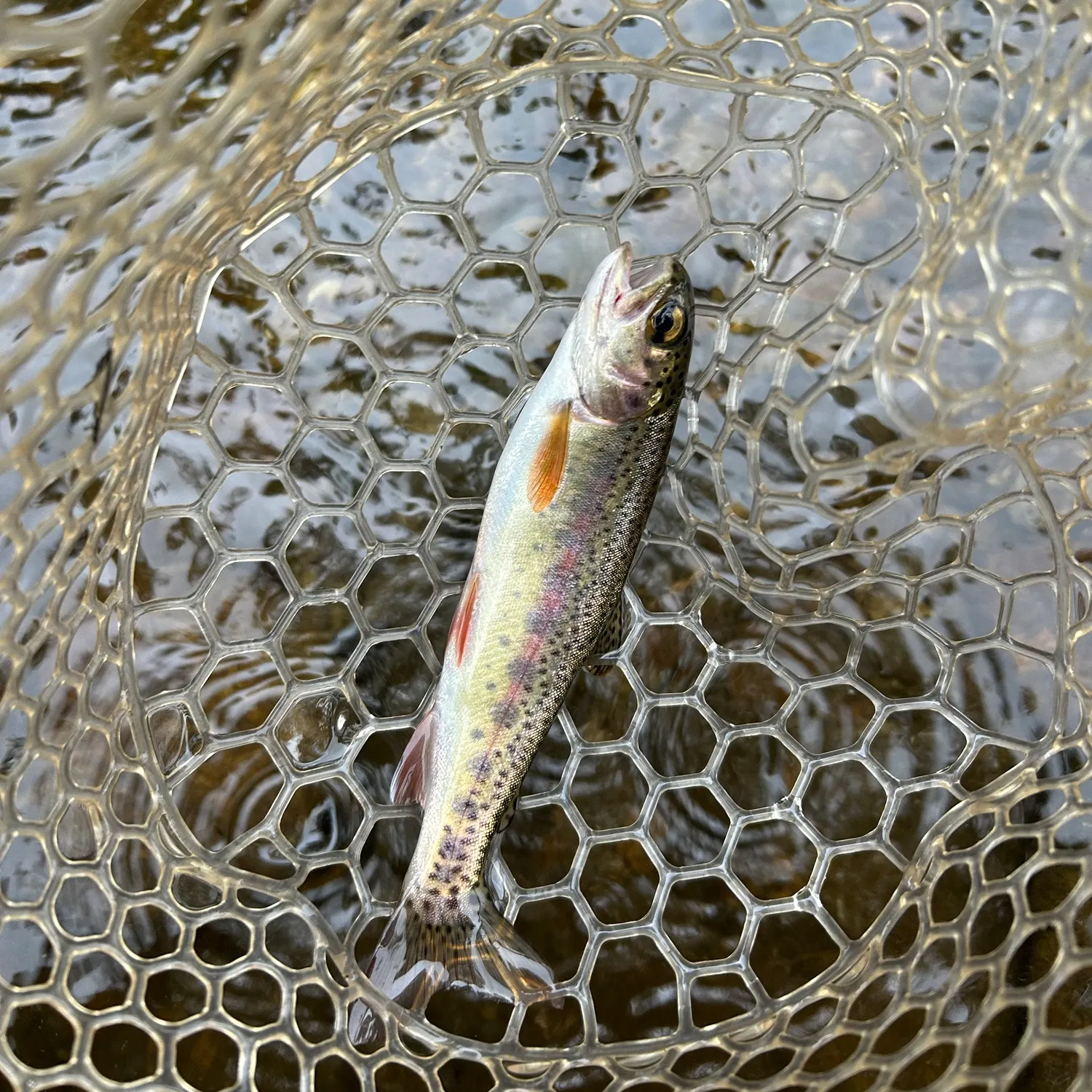 Rainbow trout caught on Fishbrain