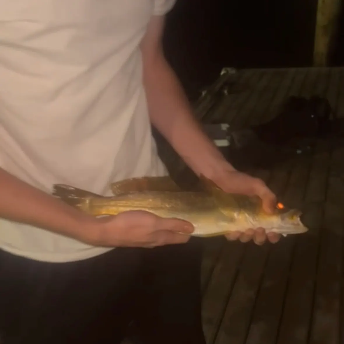 Sand seatrout caught on Fishbrain