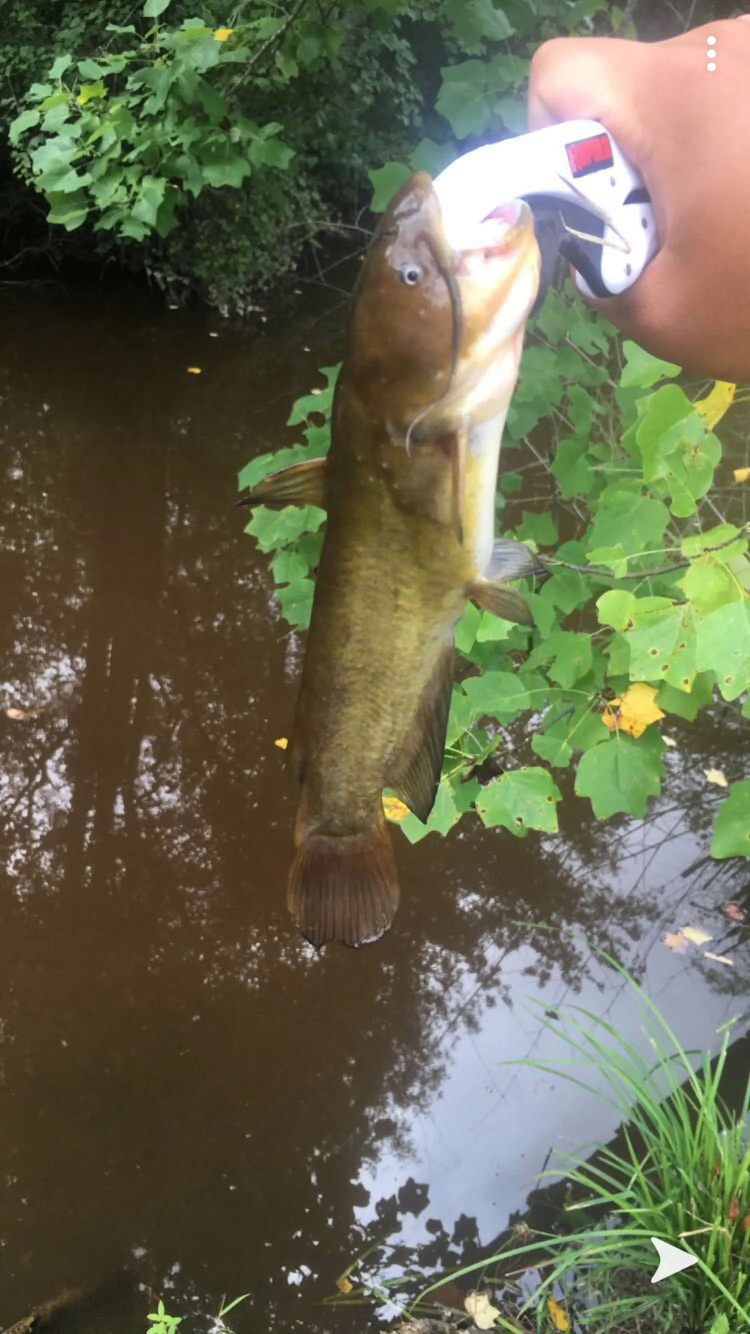 Post image from SfaZx