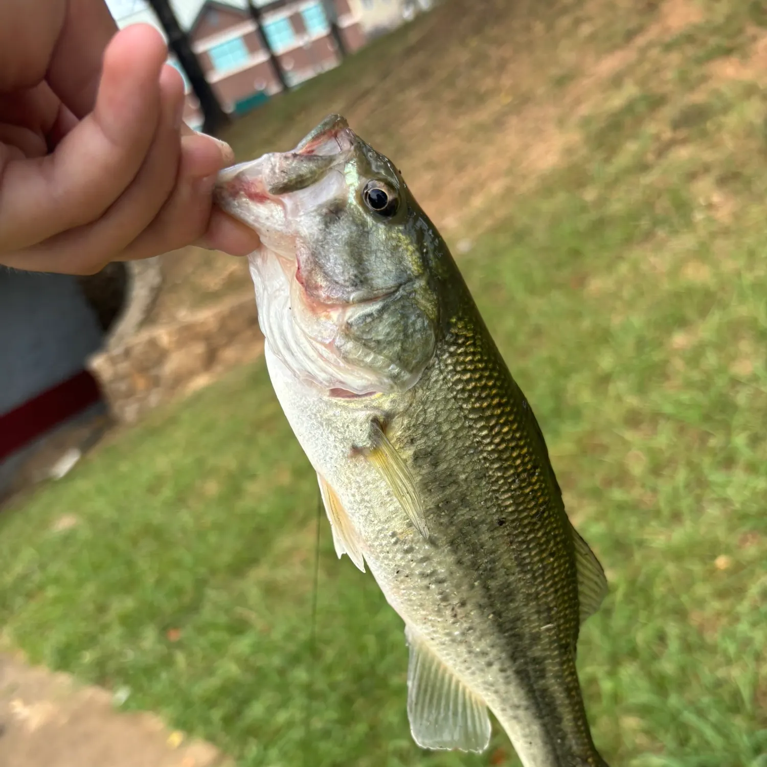 Smallmouth bass caught on Fishbrain