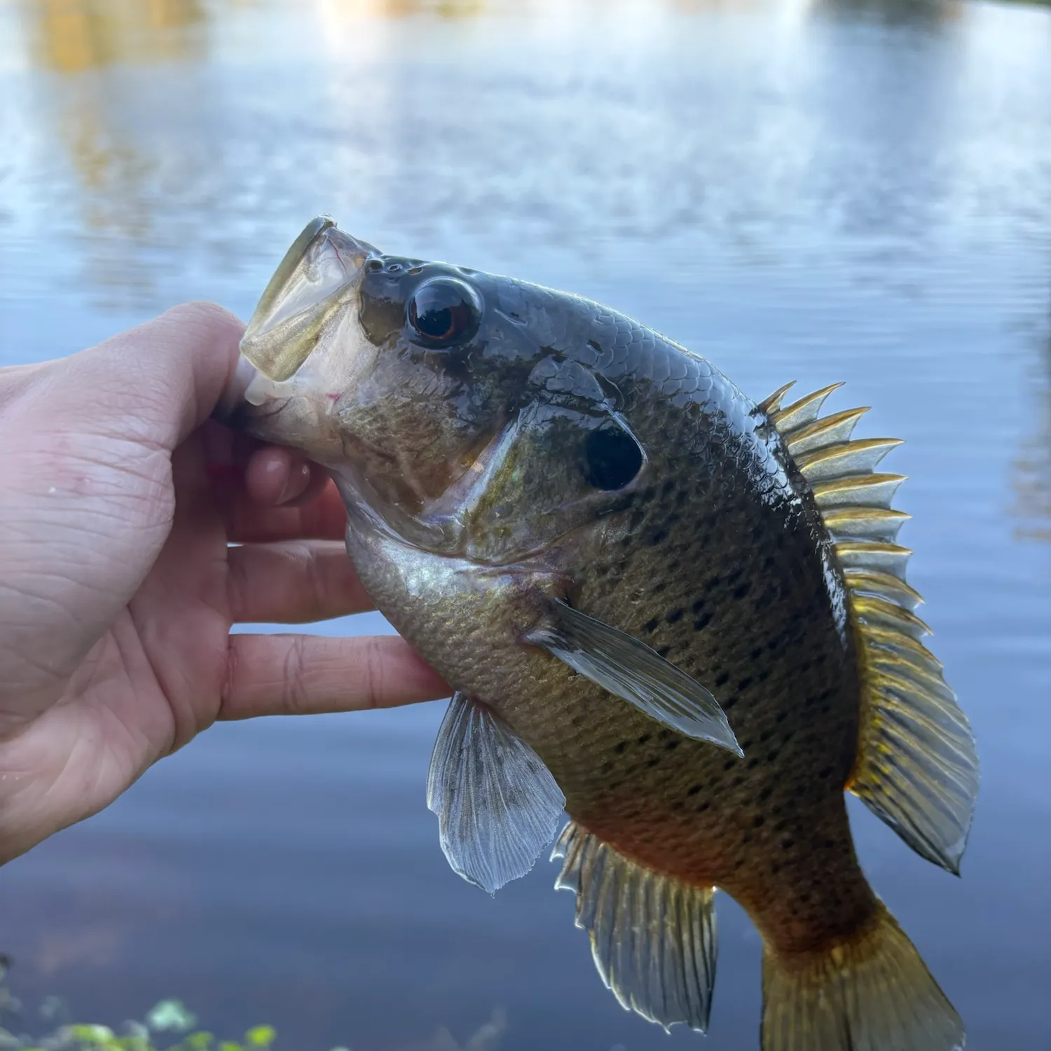 Warmouth caught on Fishbrain