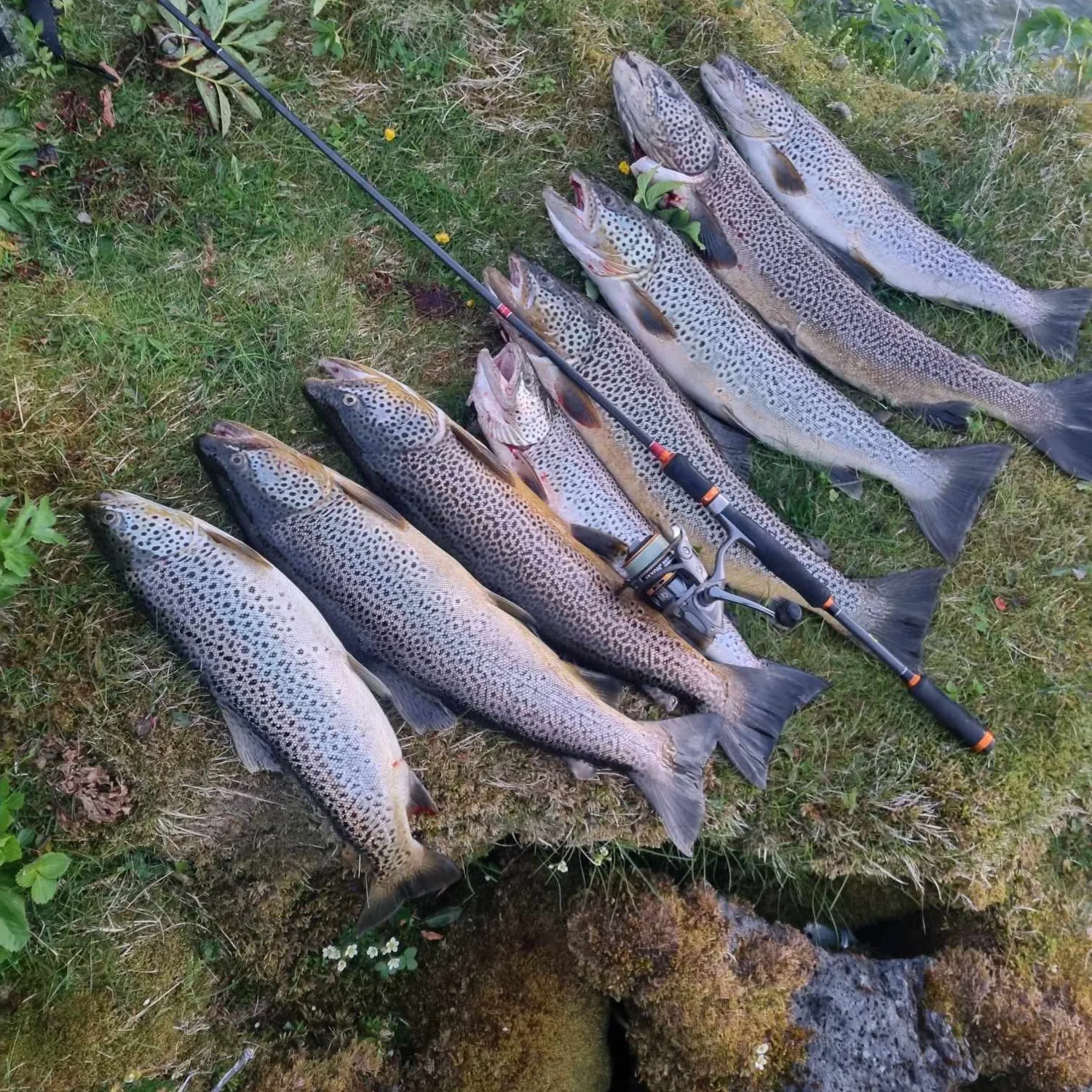 recently logged catches