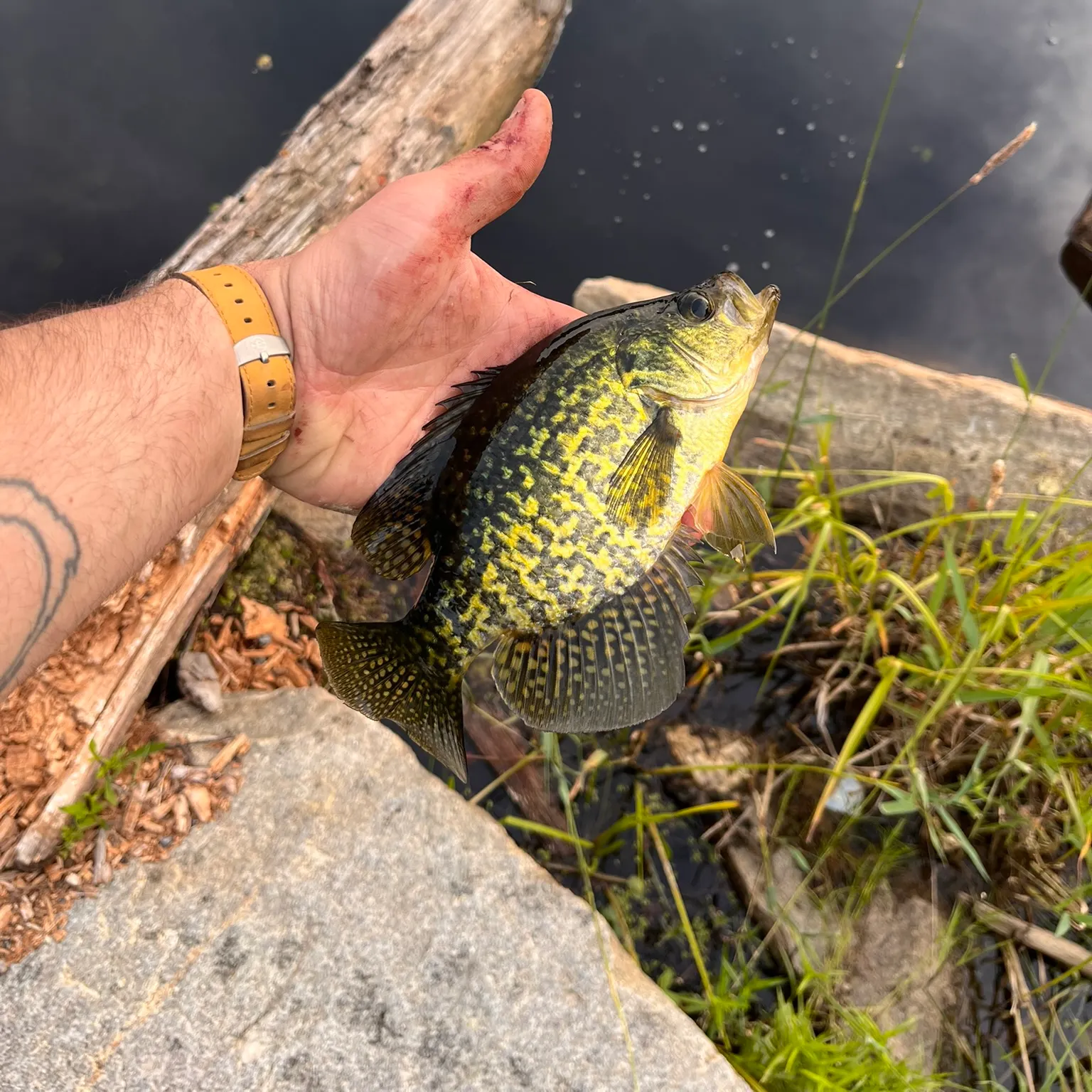 catch