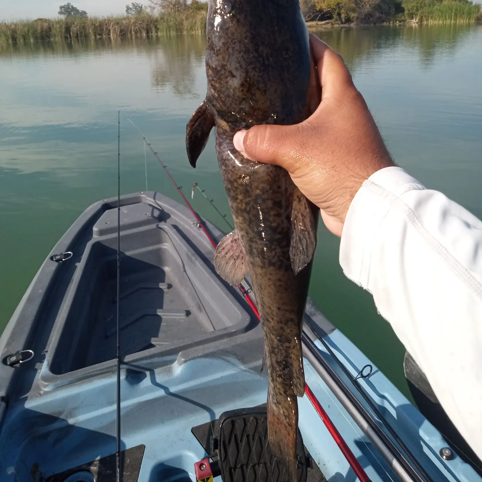 The most recent Brown bullhead catches on Fishbrain