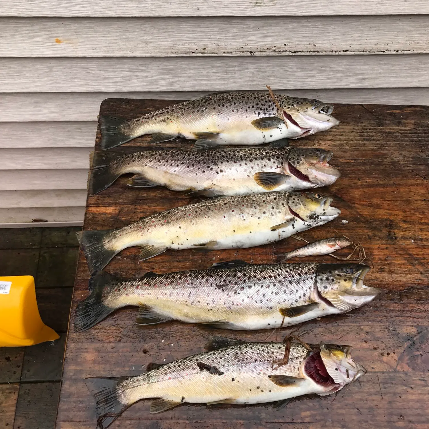 recently logged catches