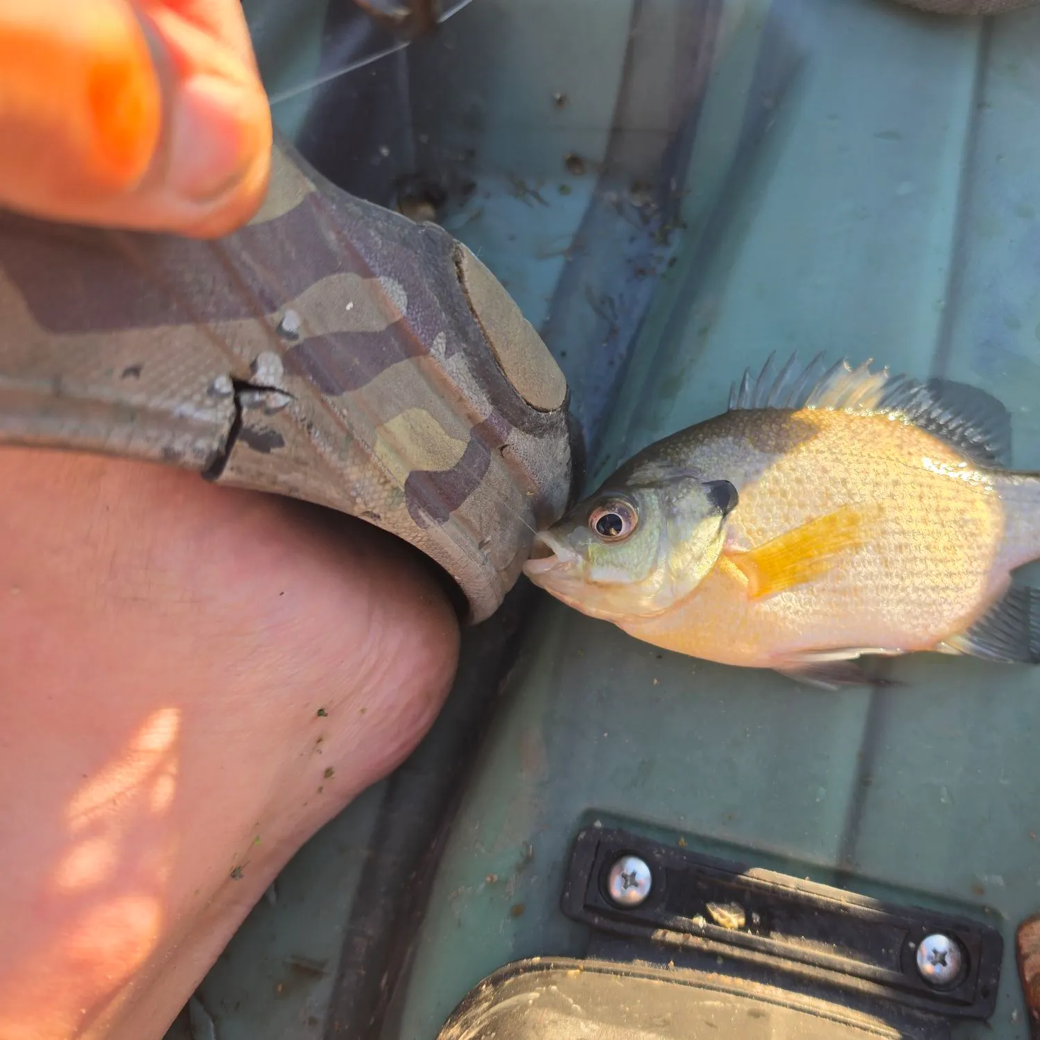 catch