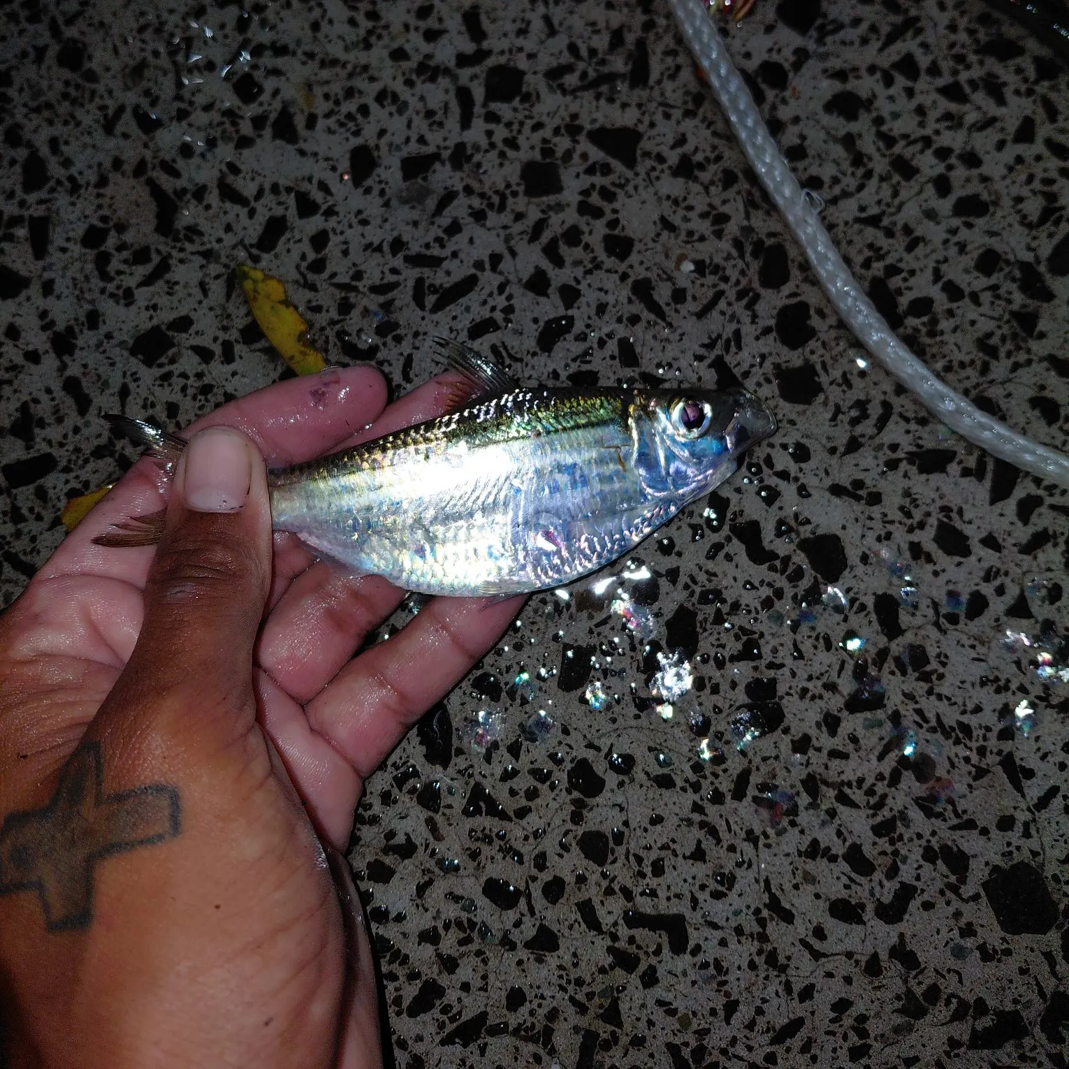 The most recent Threadfin shad catches on Fishbrain
