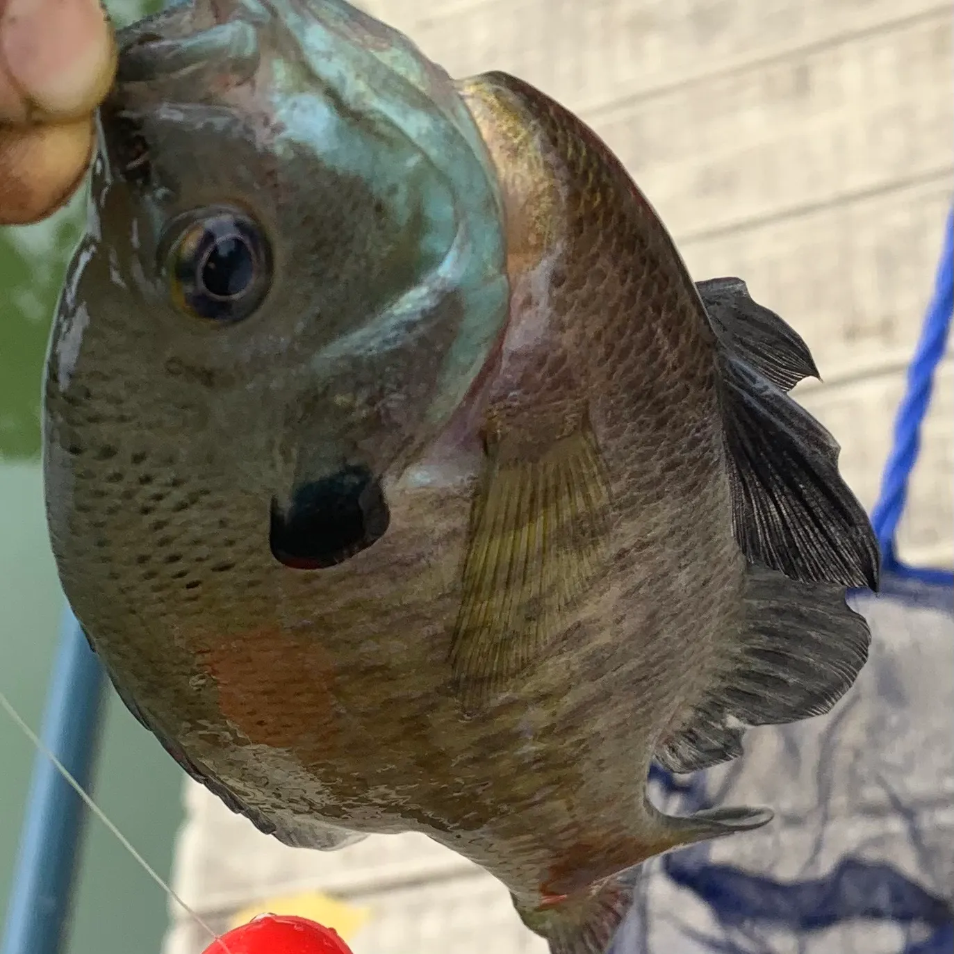 Bluegill caught on Fishbrain