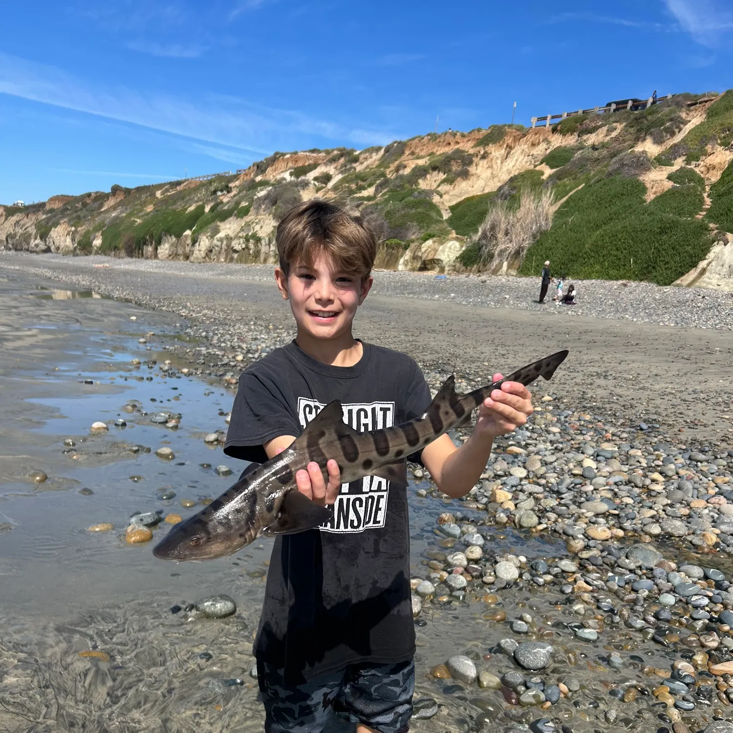 The most recent Leopard shark catches on Fishbrain