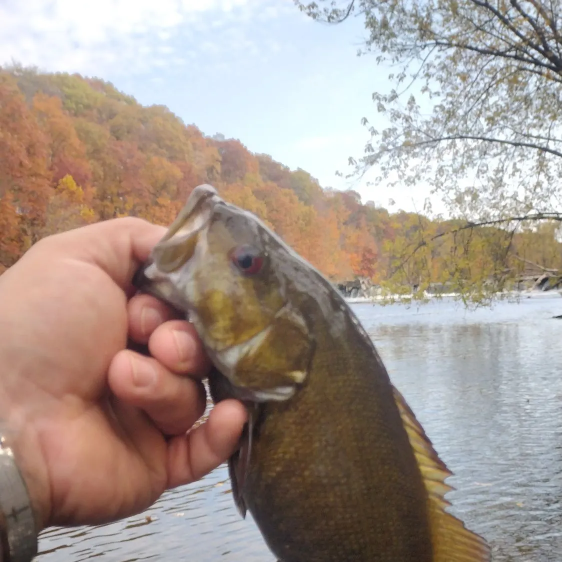 Smallmouth bass caught on Fishbrain