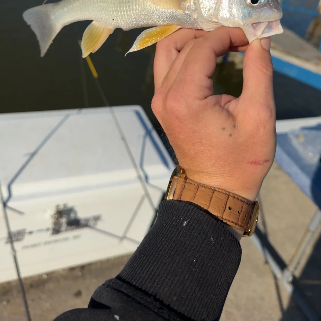 Freshwater drum caught on Fishbrain