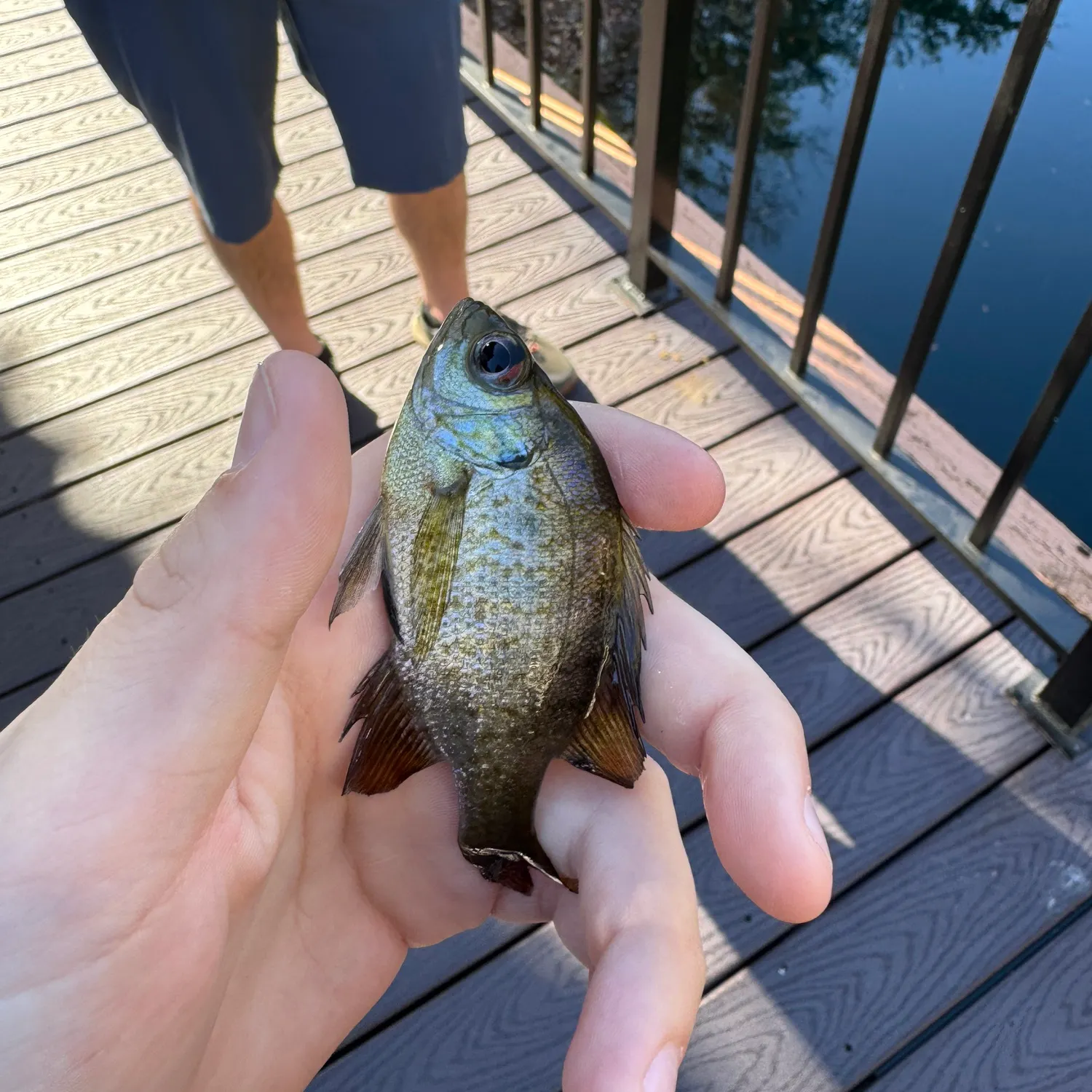 The most recent Bluegill catches on Fishbrain
