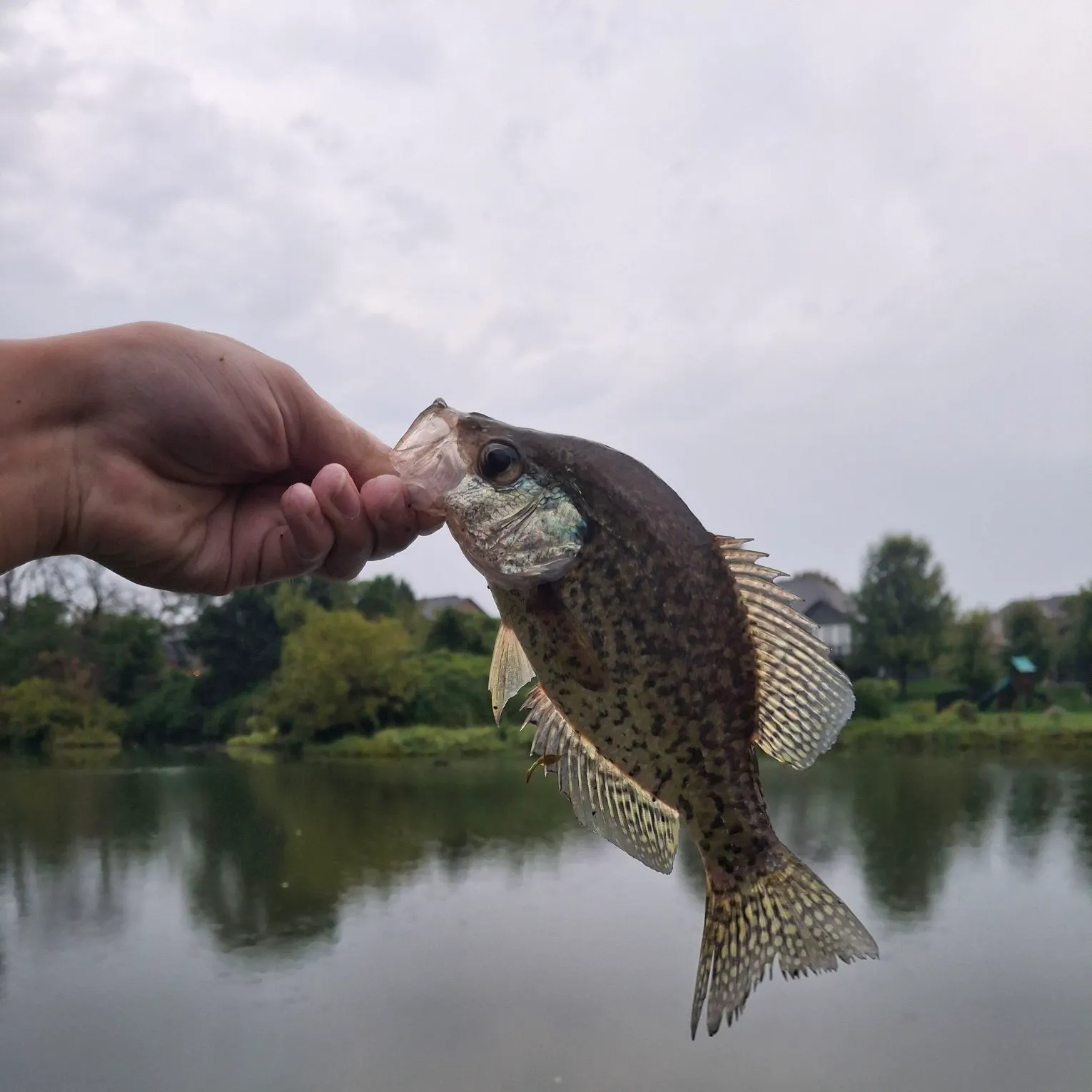 Black crappie caught on Fishbrain