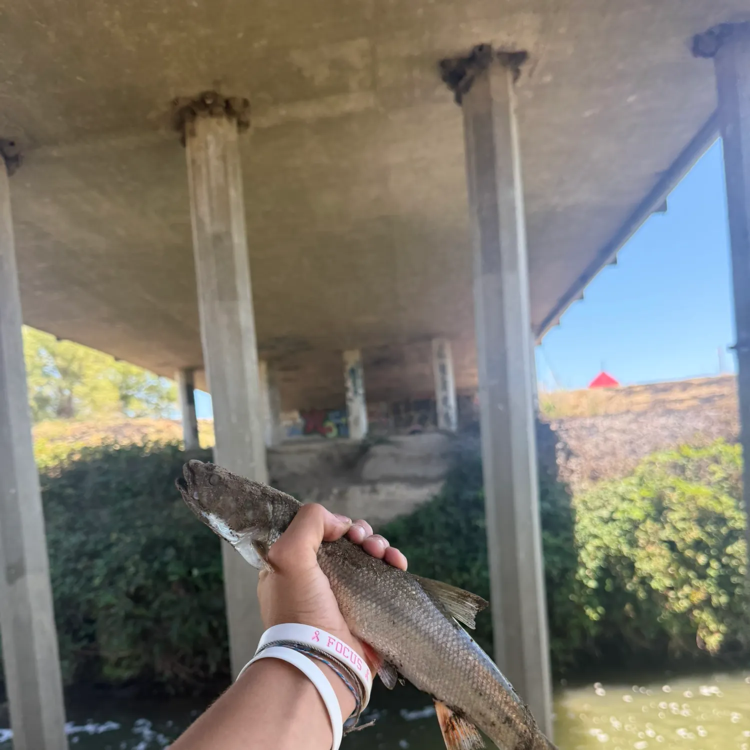 The most recent Sacramento pikeminnow catches on Fishbrain