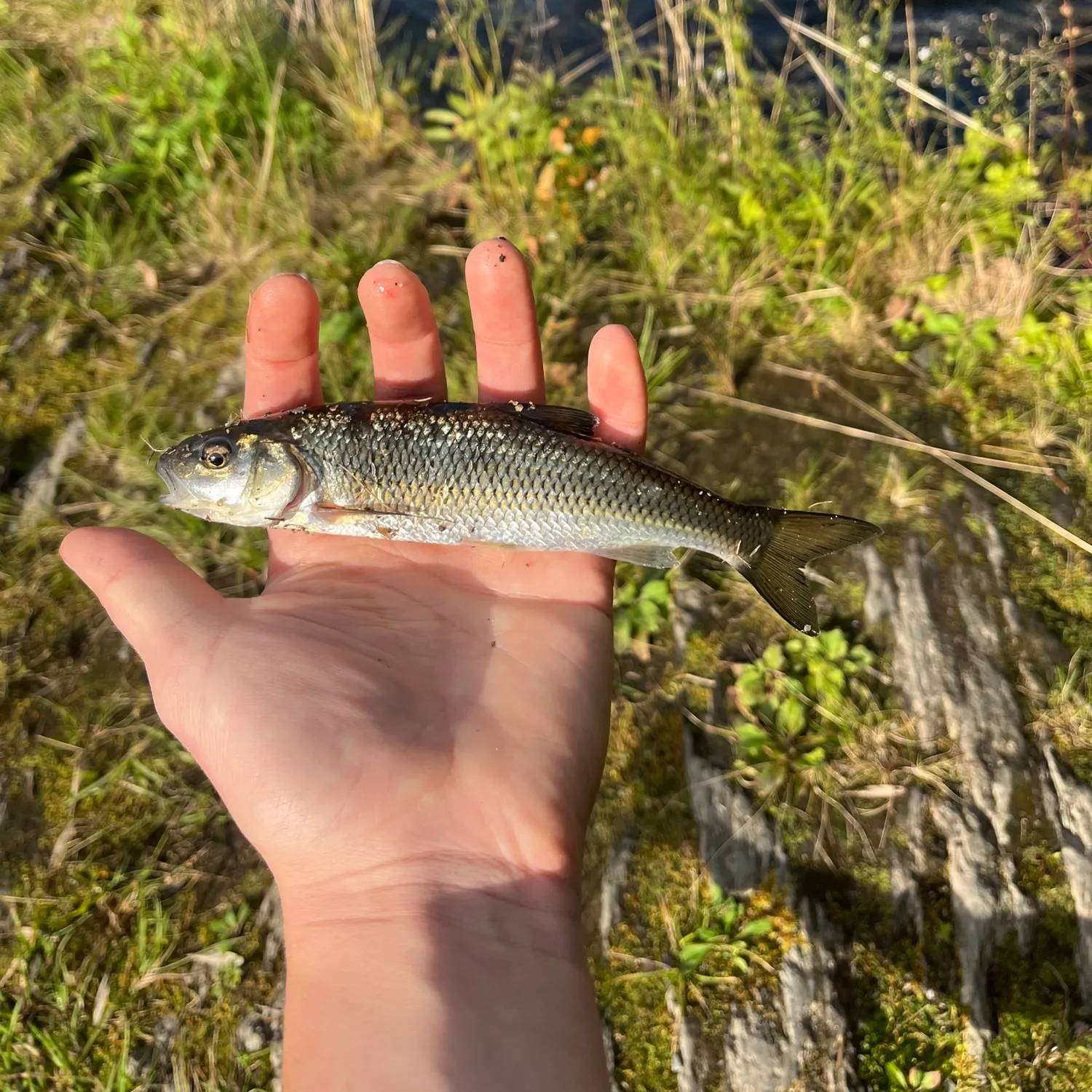 Fallfish caught on Fishbrain