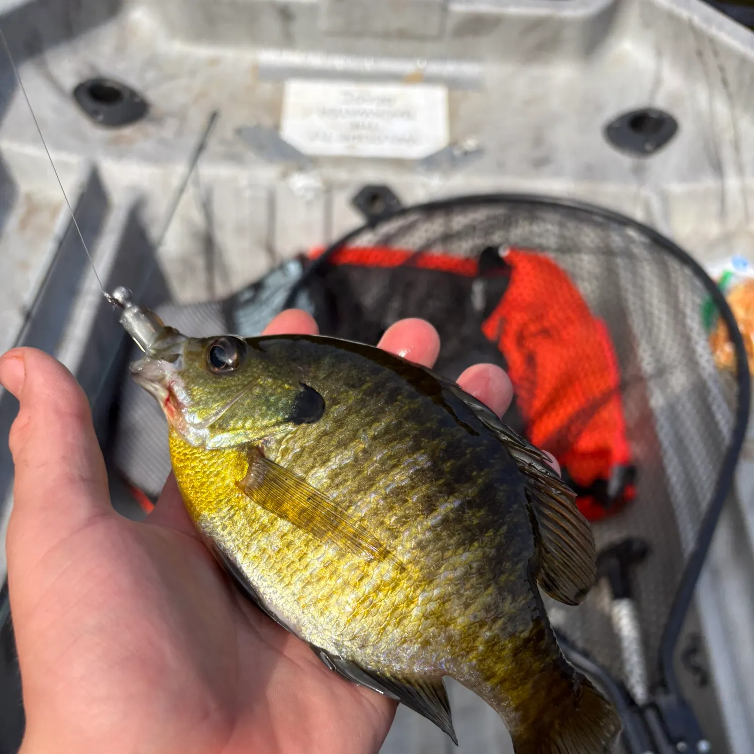Bluegill caught on Fishbrain