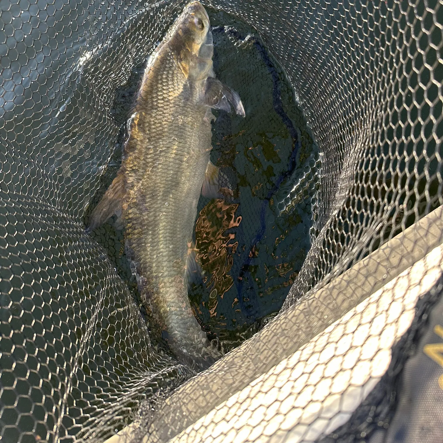 Asp caught on Fishbrain