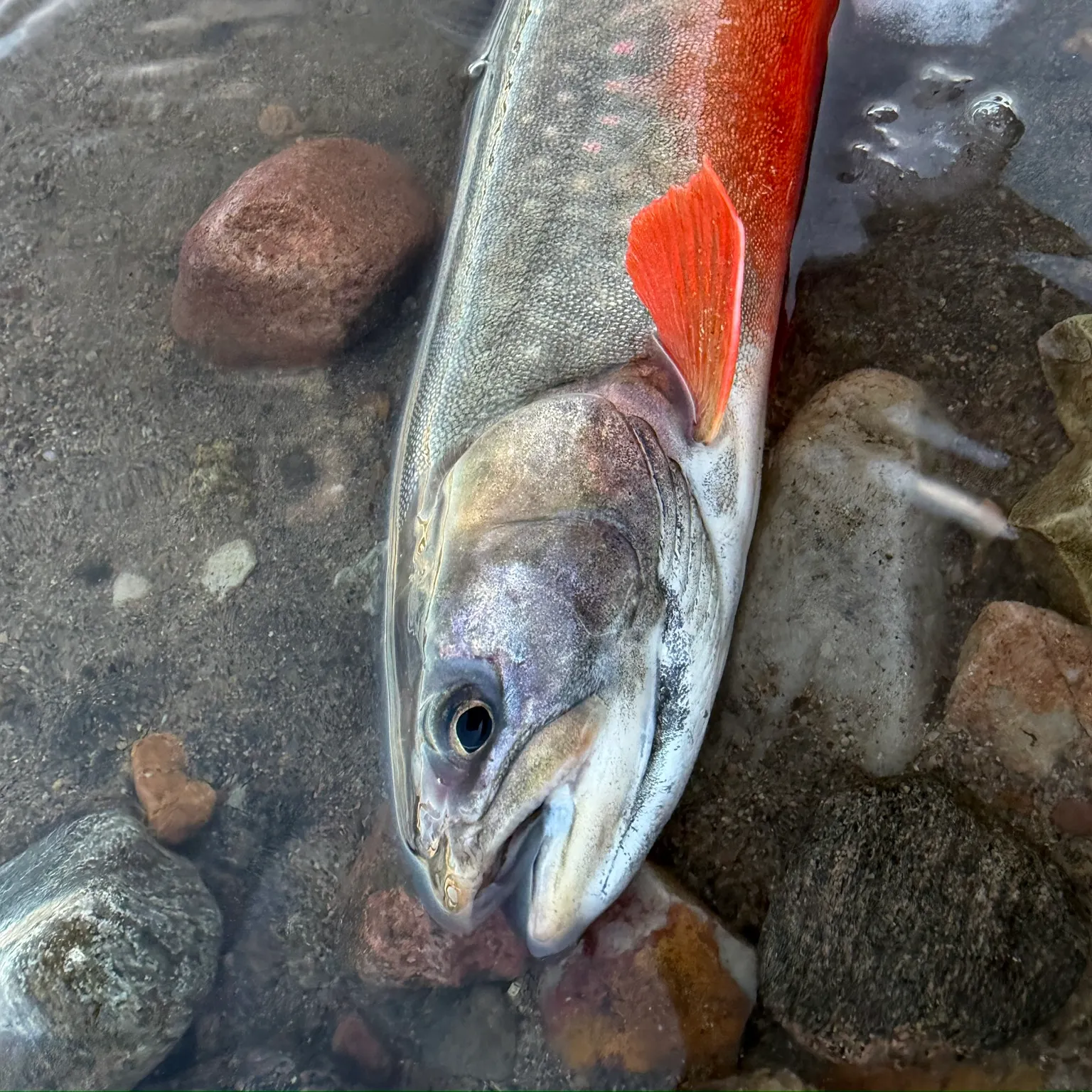 The most recent Arctic char catches on Fishbrain