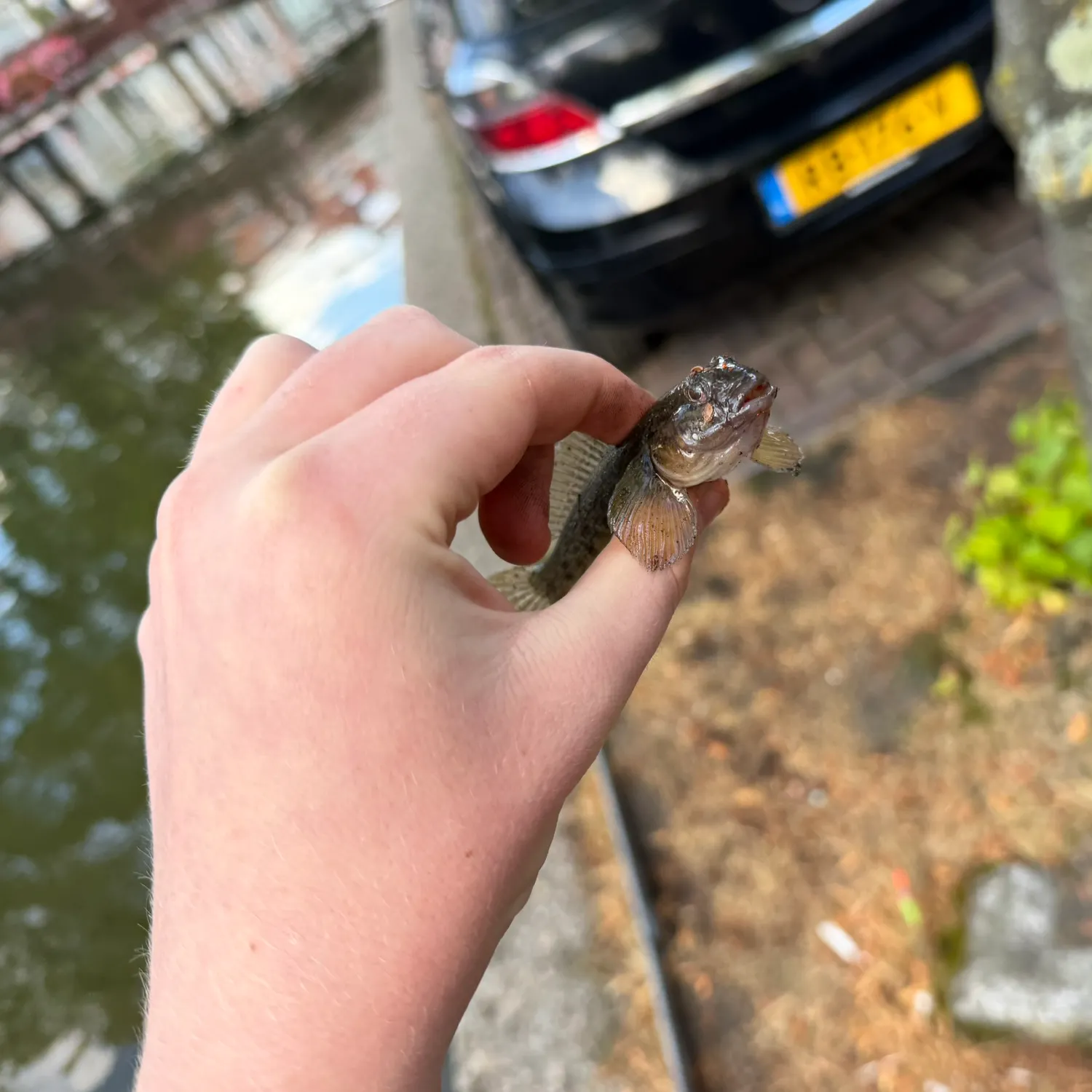 Round goby caught on Fishbrain