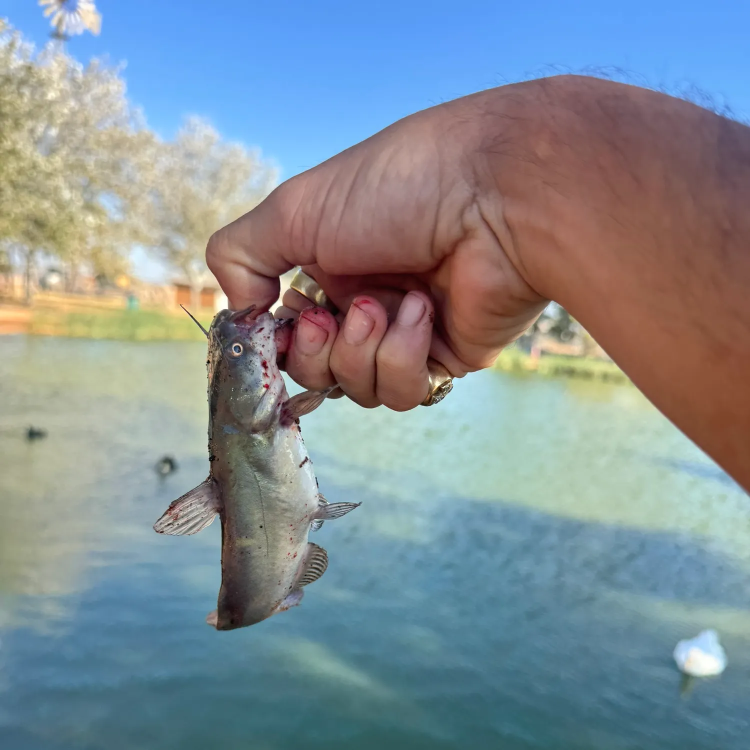 Black bullhead caught on Fishbrain