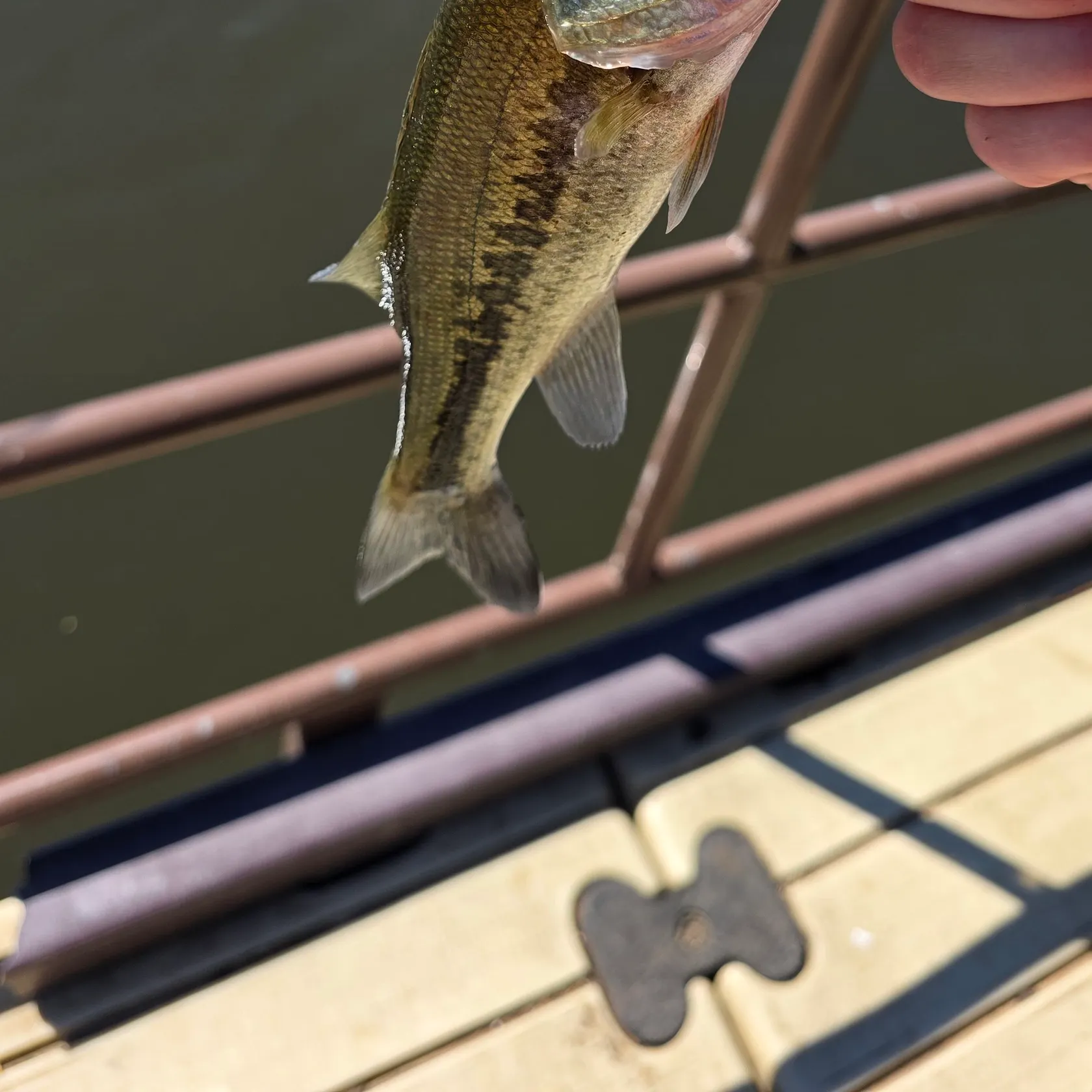 Spotted bass caught on Fishbrain