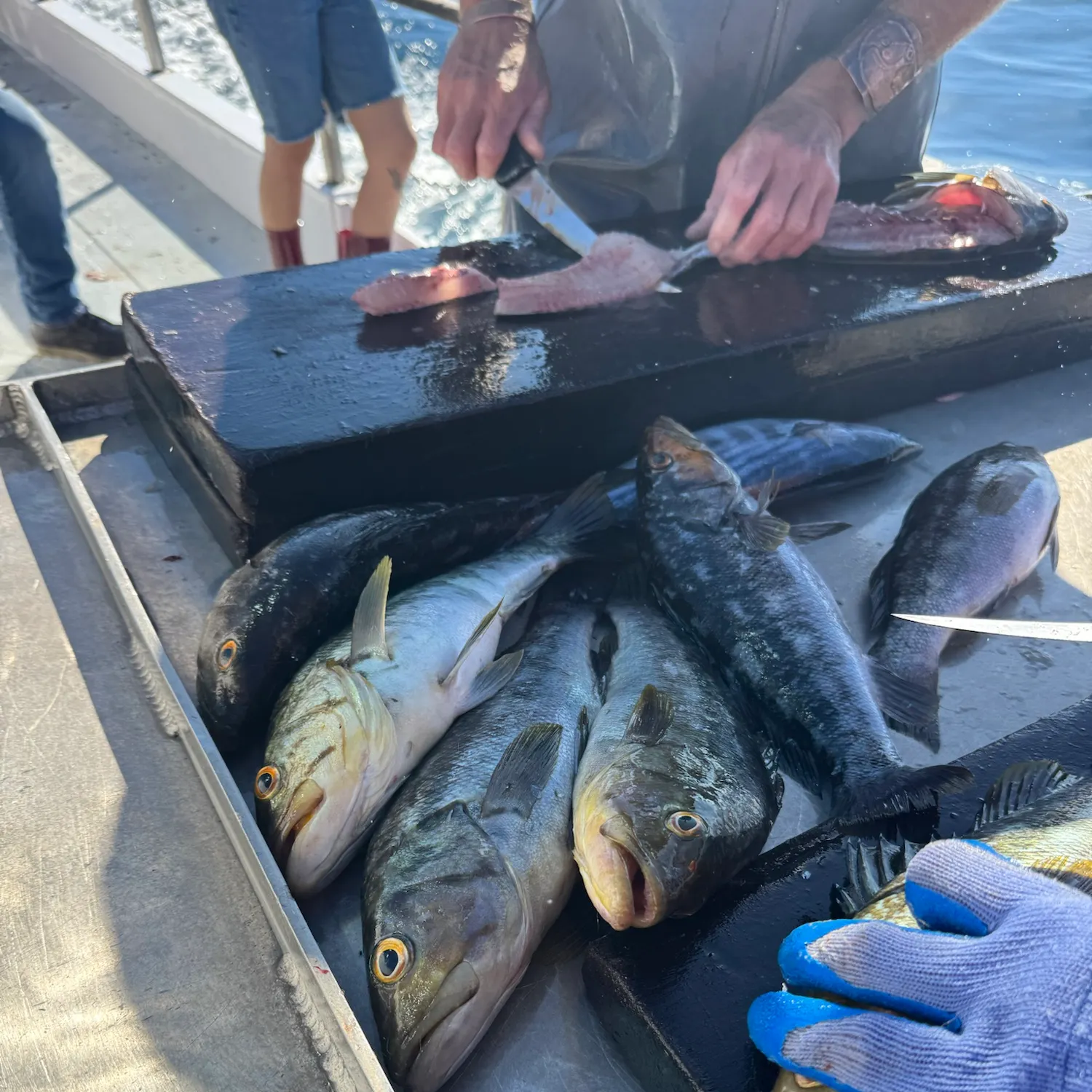 Kelp bass caught on Fishbrain