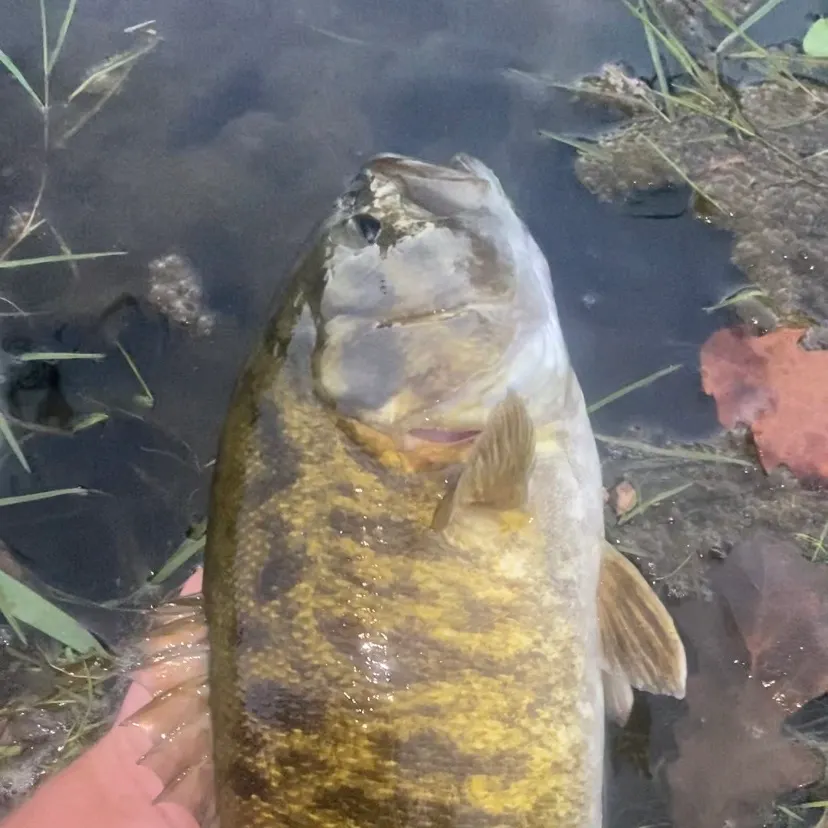 Smallmouth bass caught on Fishbrain