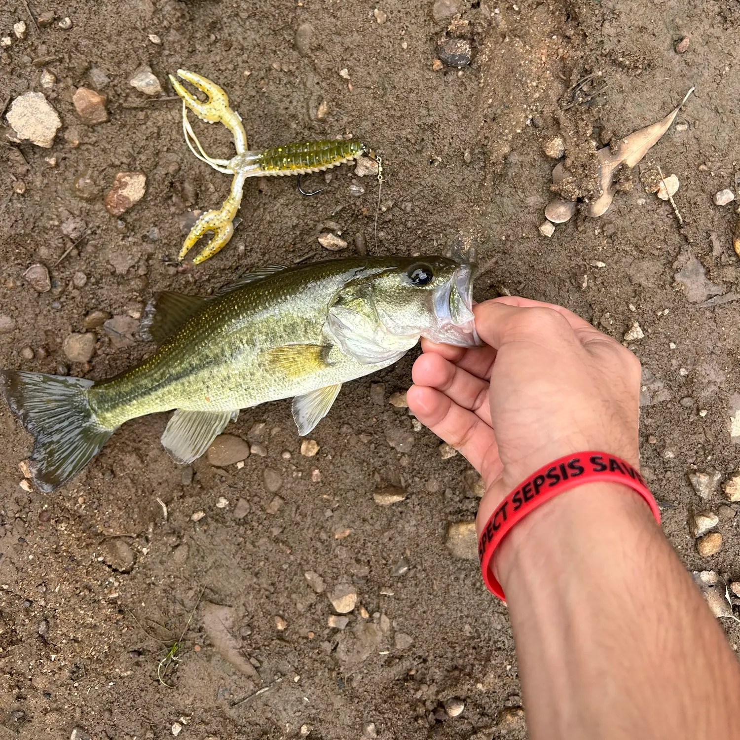 Largemouth bass caught on Fishbrain