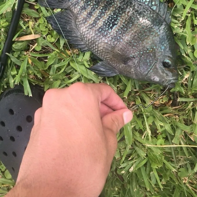 The most recent Wolf cichlid catches on Fishbrain