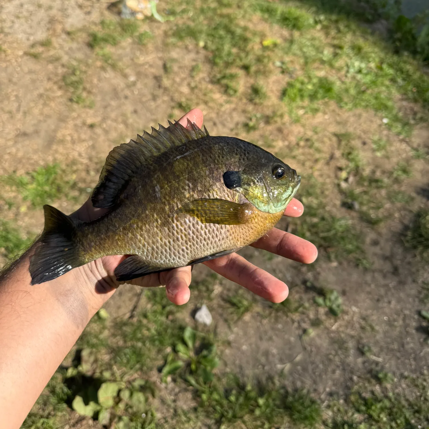 Bluegill caught on Fishbrain