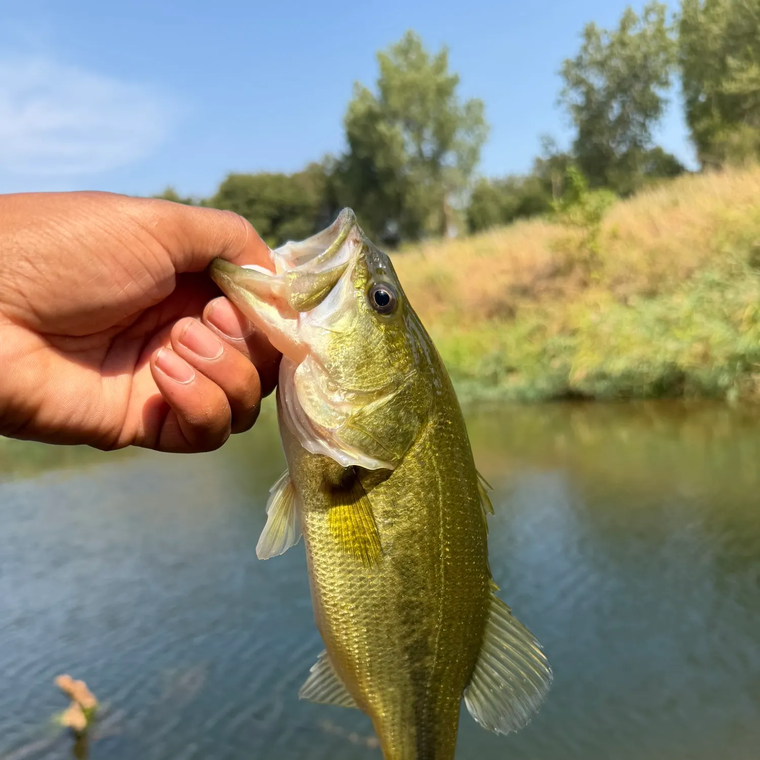 Spotted bass caught on Fishbrain